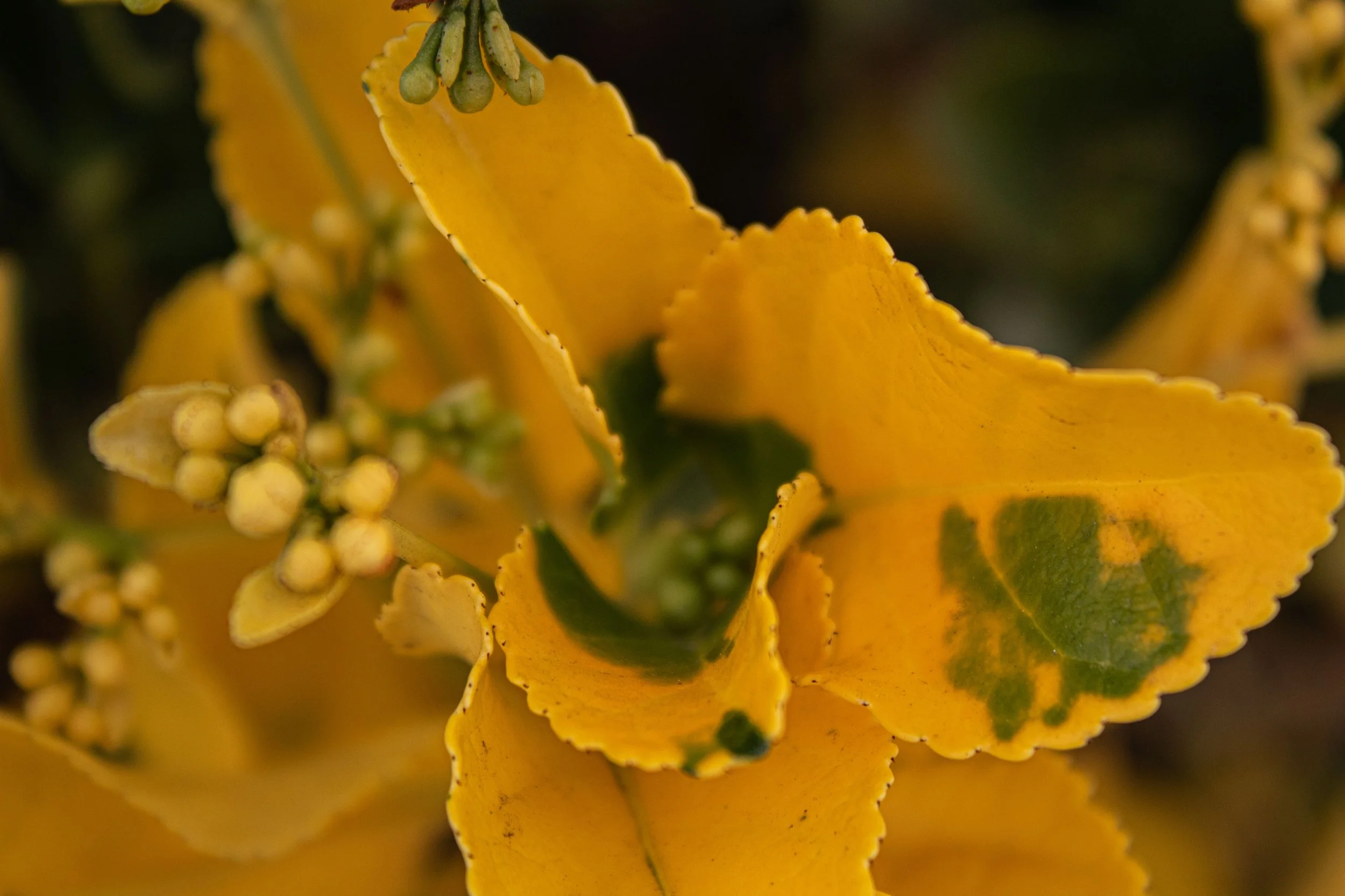 Close-up of a yellow flower with green spots and tiny white buds.