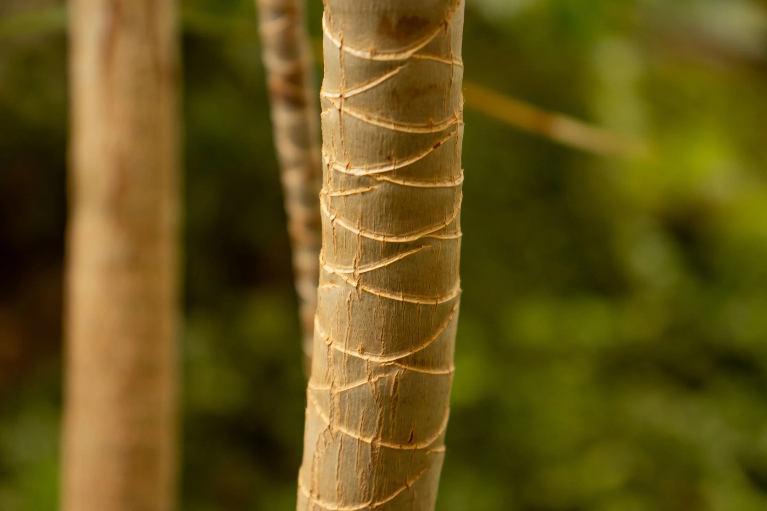 Close-up of a tree trunk with textured bark in a natural outdoor setting.