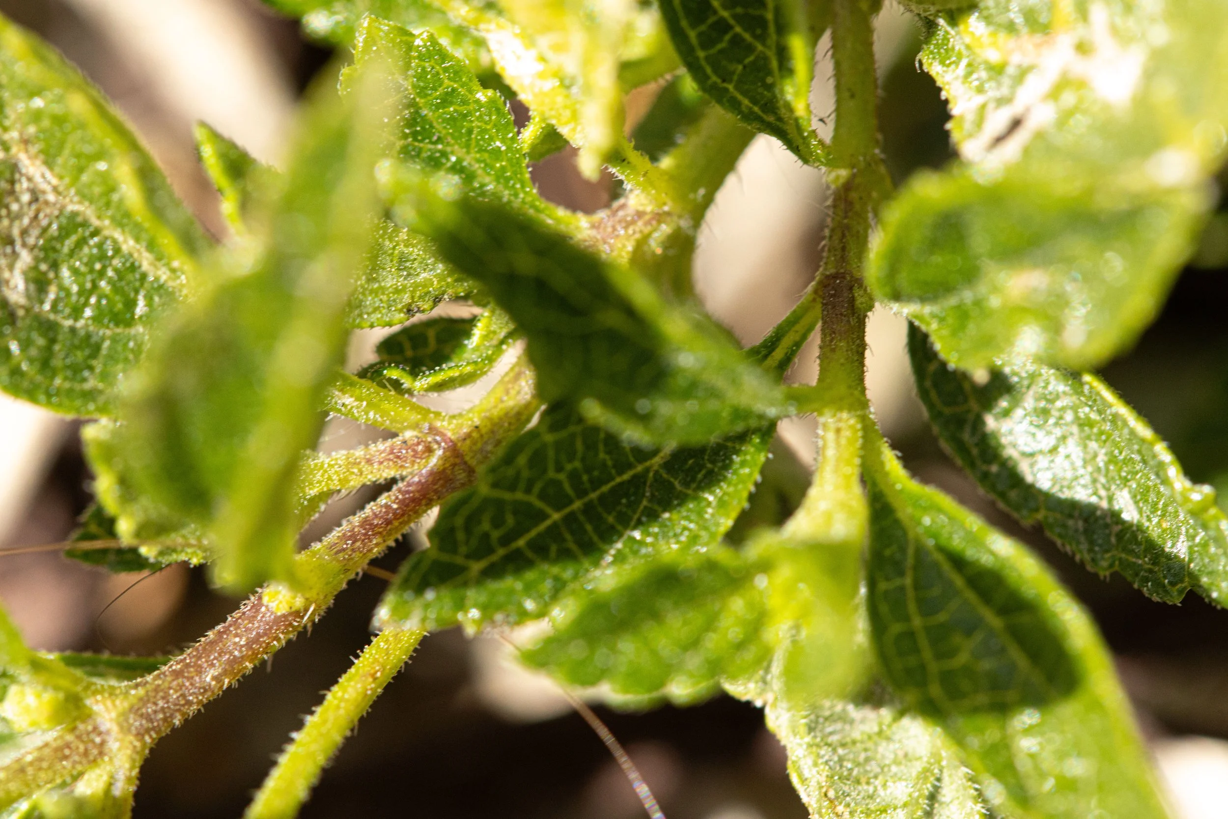 Close-up of green leaves and stems with tiny hairs and a slightly fuzzy texture.