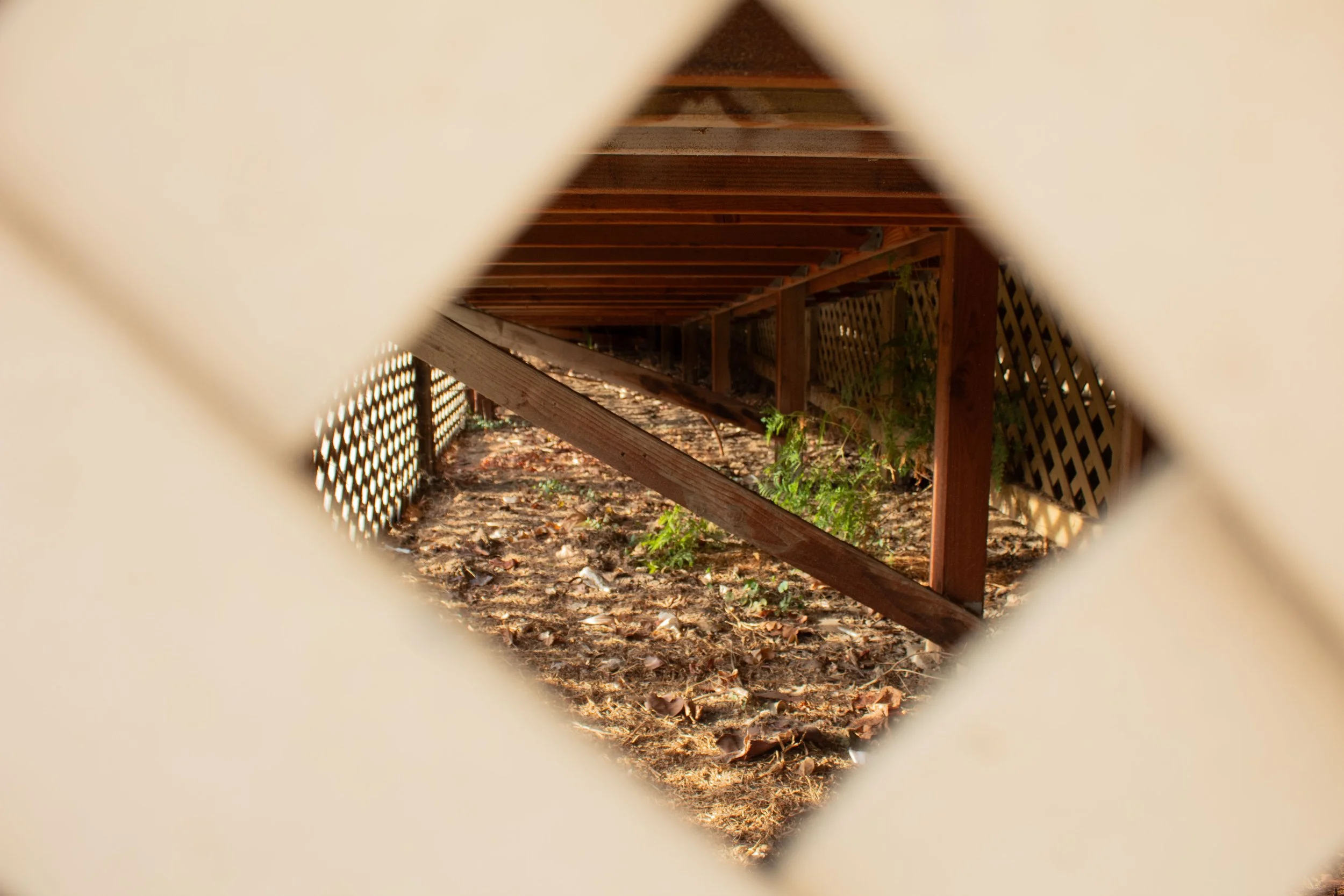 View of a wooden structure through a small opening in a fence, showing the ground covered with leaves and some small green plants.
