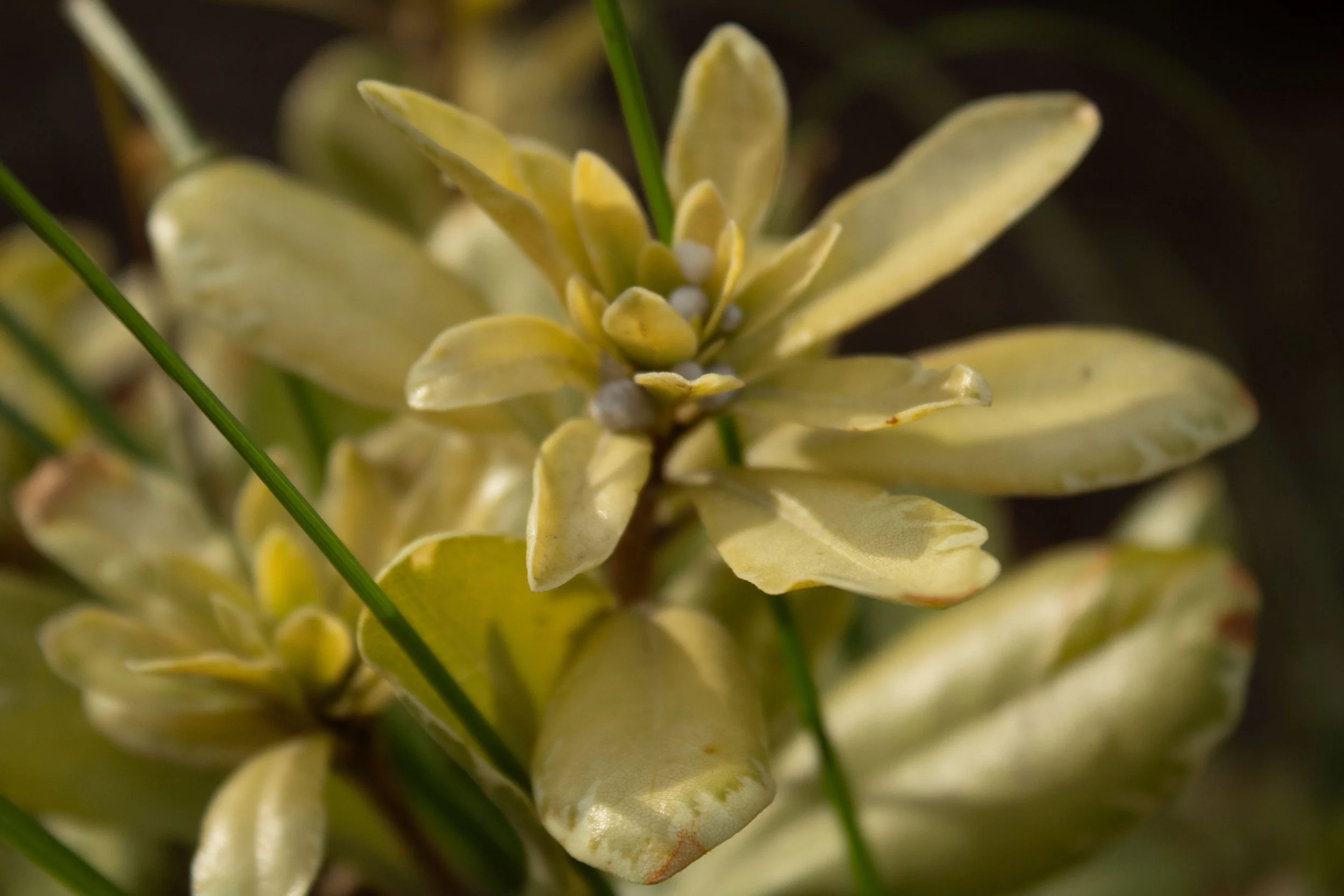 Close-up of a yellow-green flowering plant with elongated leaves and tiny white buds.