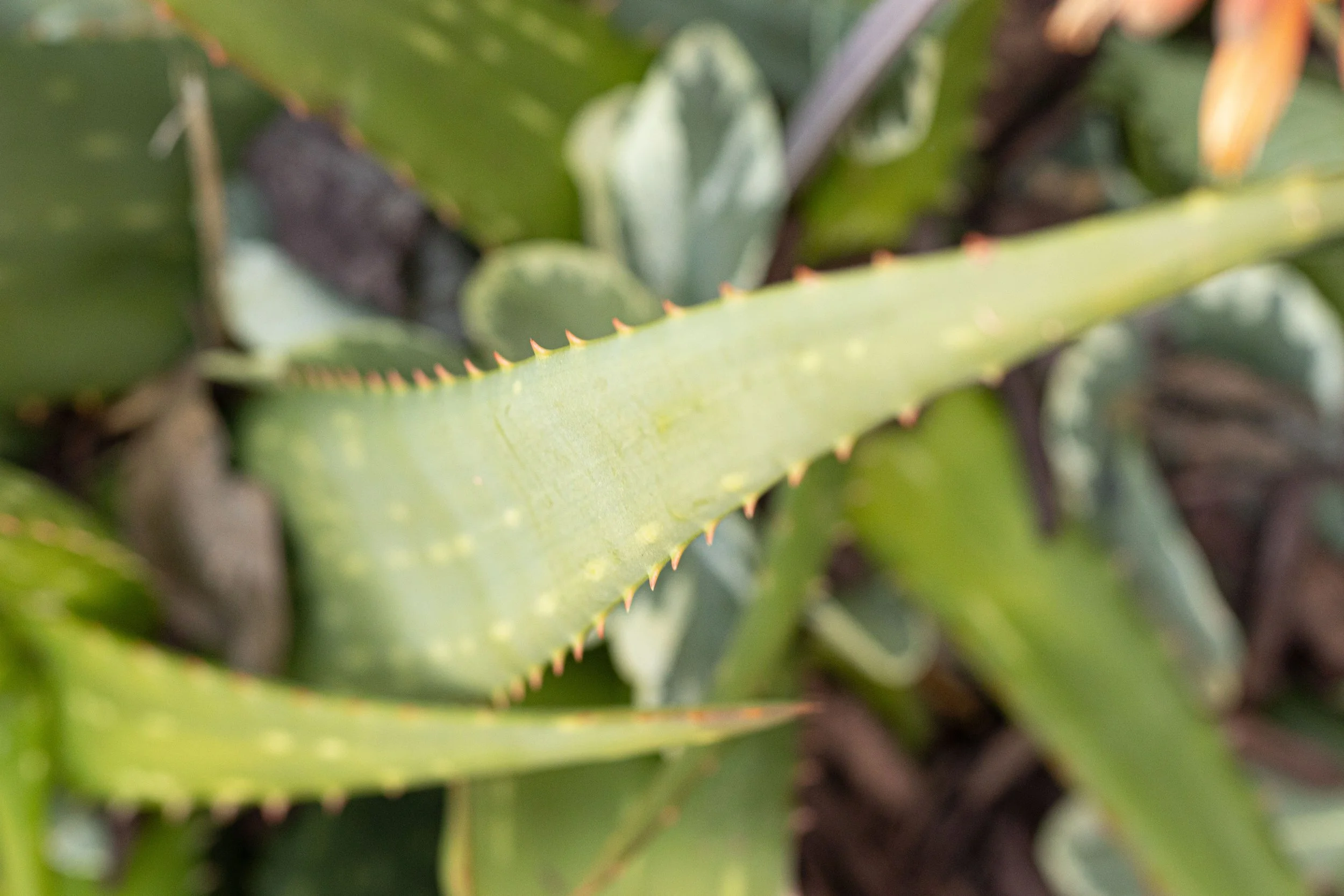 Close-up of a green aloe vera plant with sharp-edged, spiny leaves.