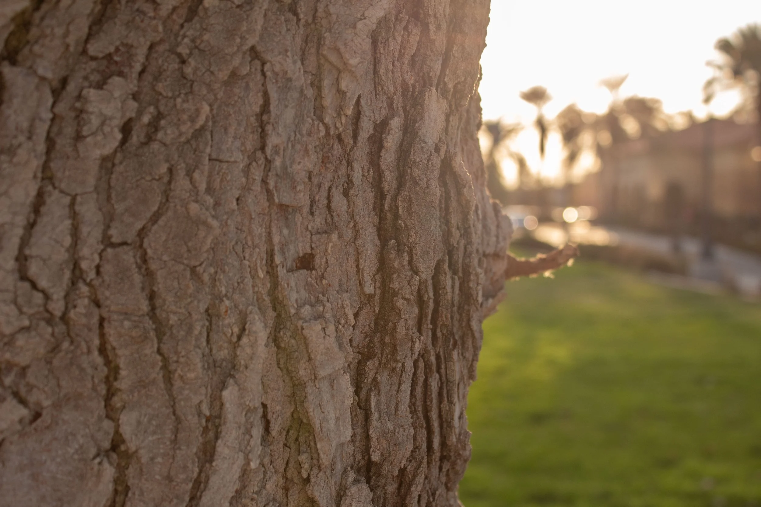 Close-up of tree bark with a blurred background of a park at sunset.