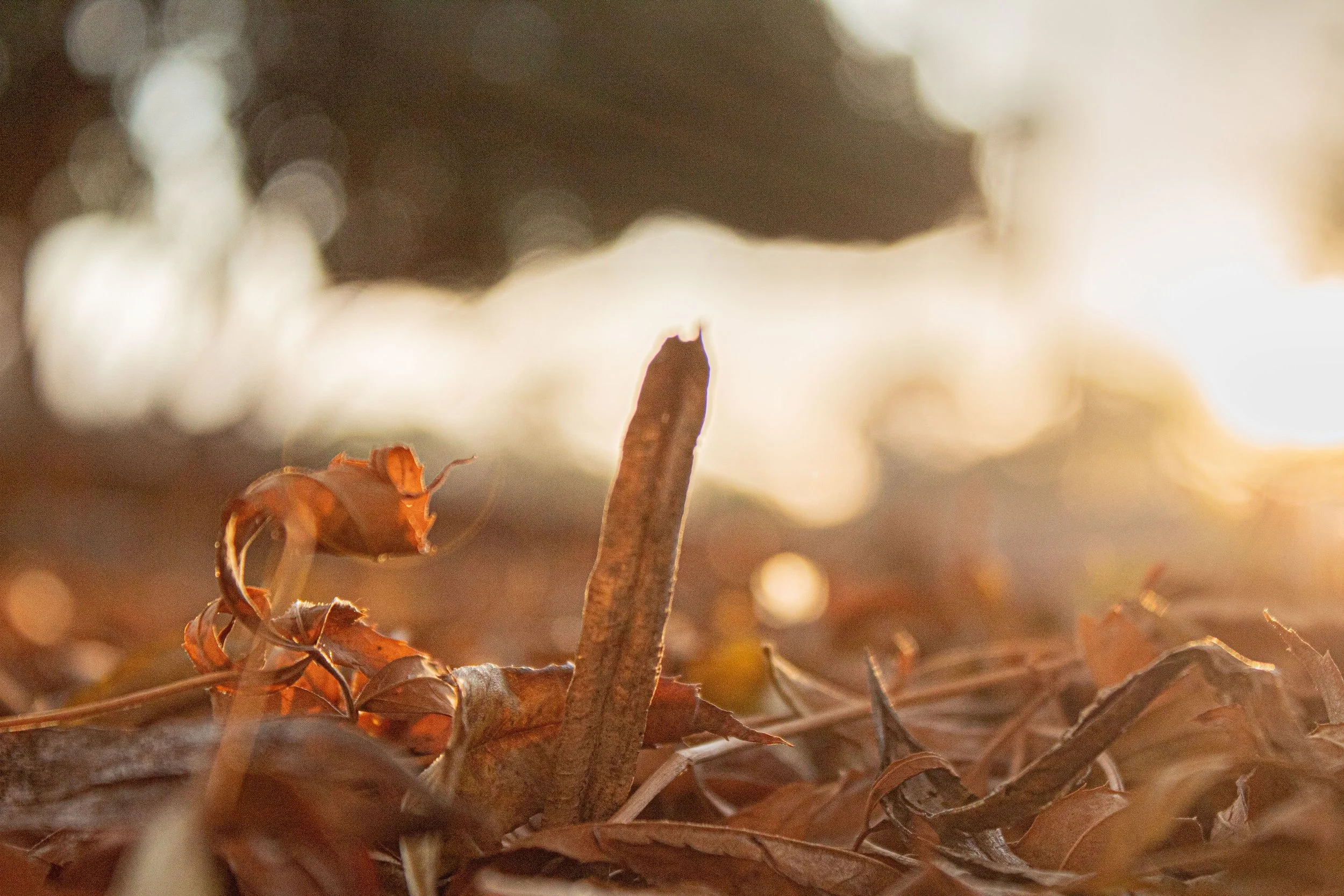 Close-up of dry brown leaves and twigs on the forest floor with sunlight shining through the trees in the background.