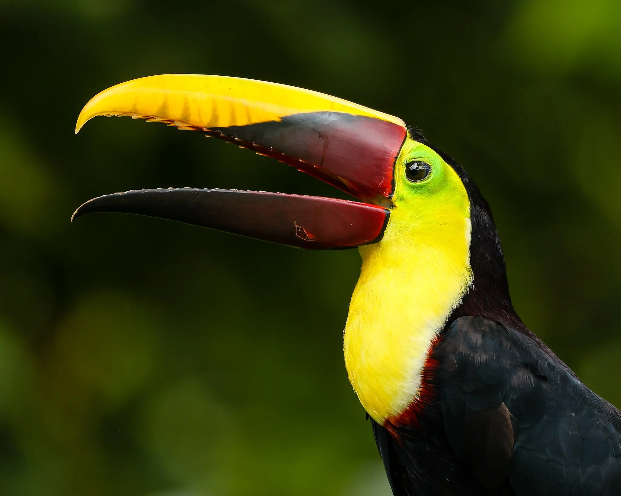 Close-up of a colorful toucan with a large yellow and black beak, green face, and black body against a blurred green background.