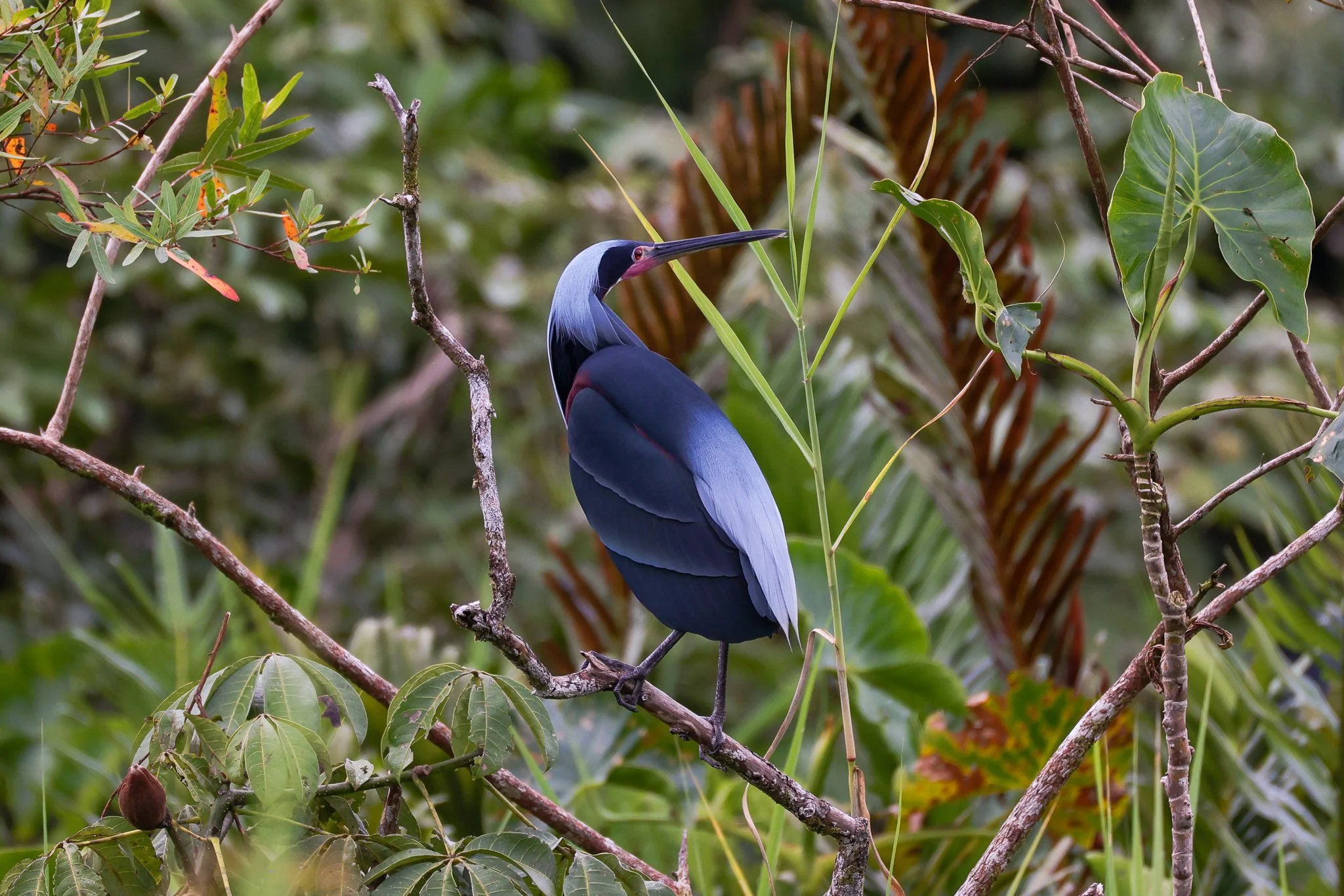 A colorful Agami heron bird perched on a branch amid lush tropical foliage.
