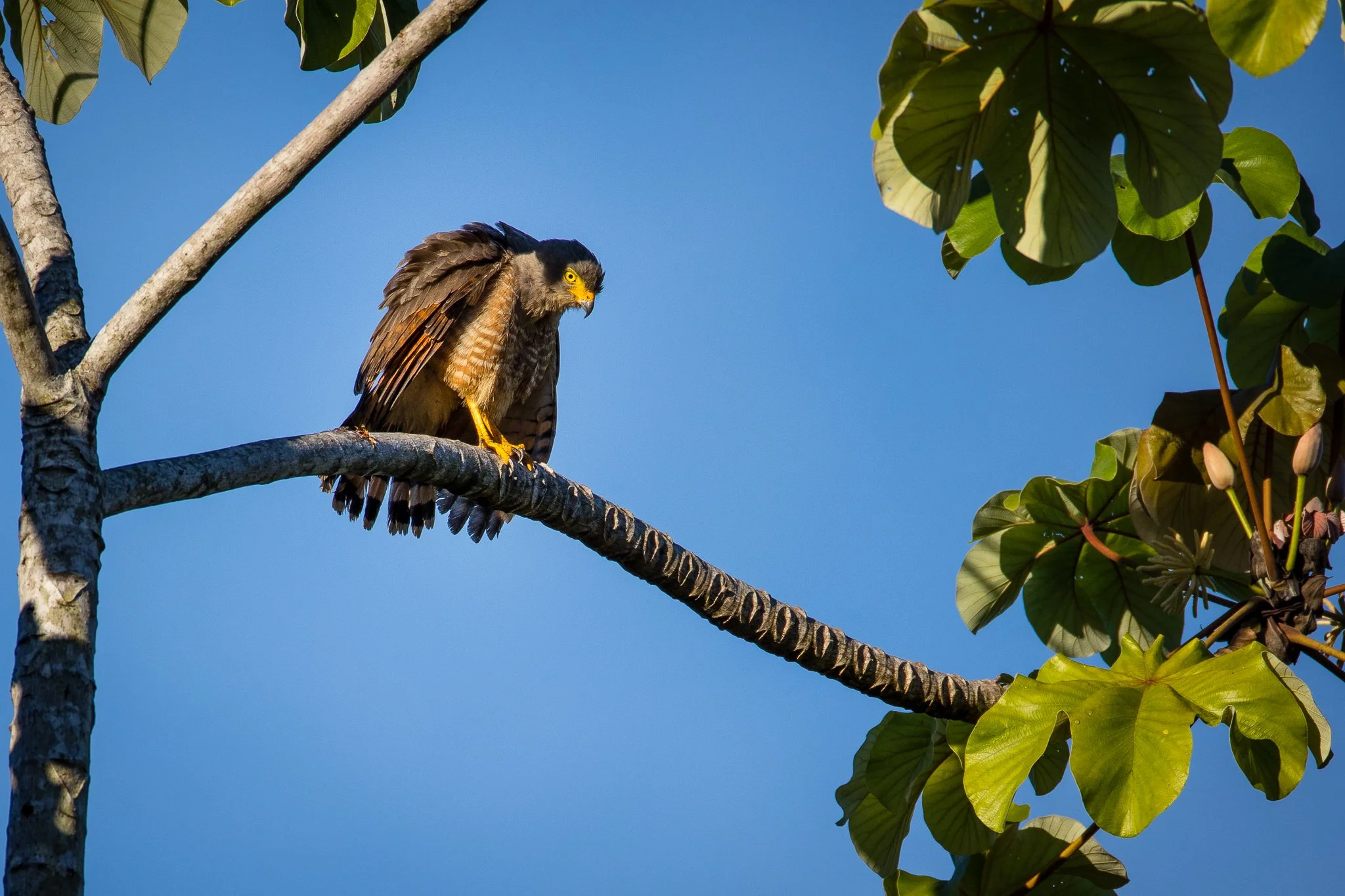 A bird of prey, likely a hawk or similar raptor, perched on a tree branch amidst green foliage with a clear blue sky in the background.