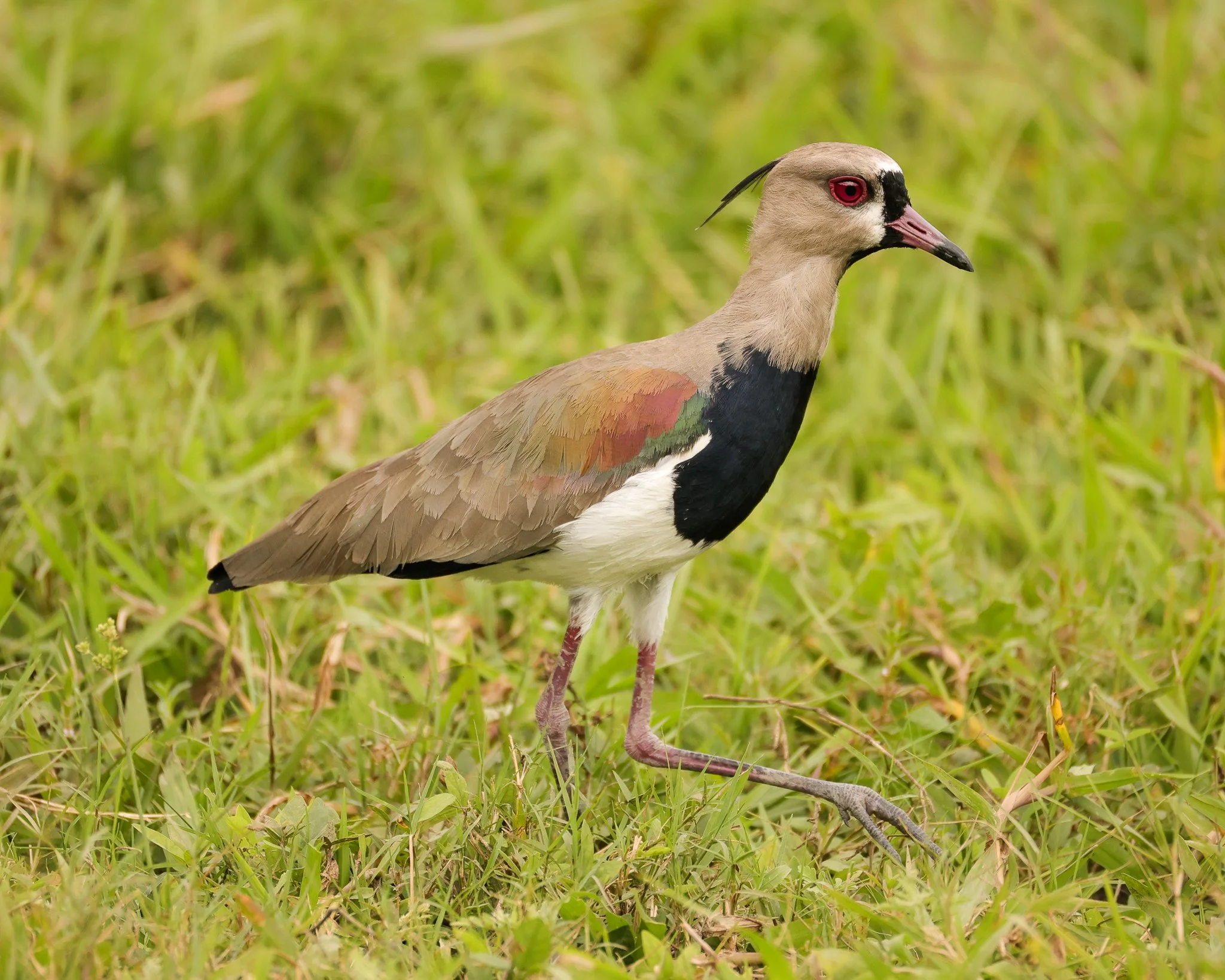 A Lapwing bird with a beige head, red eyes, and a black face mask, standing on grassy ground.