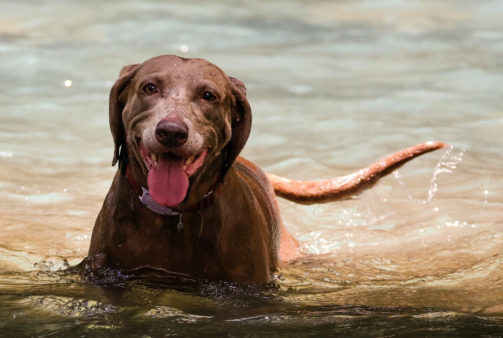 Happy gray Weimaraner dog swimming in a body of water with its tongue out and smiling.