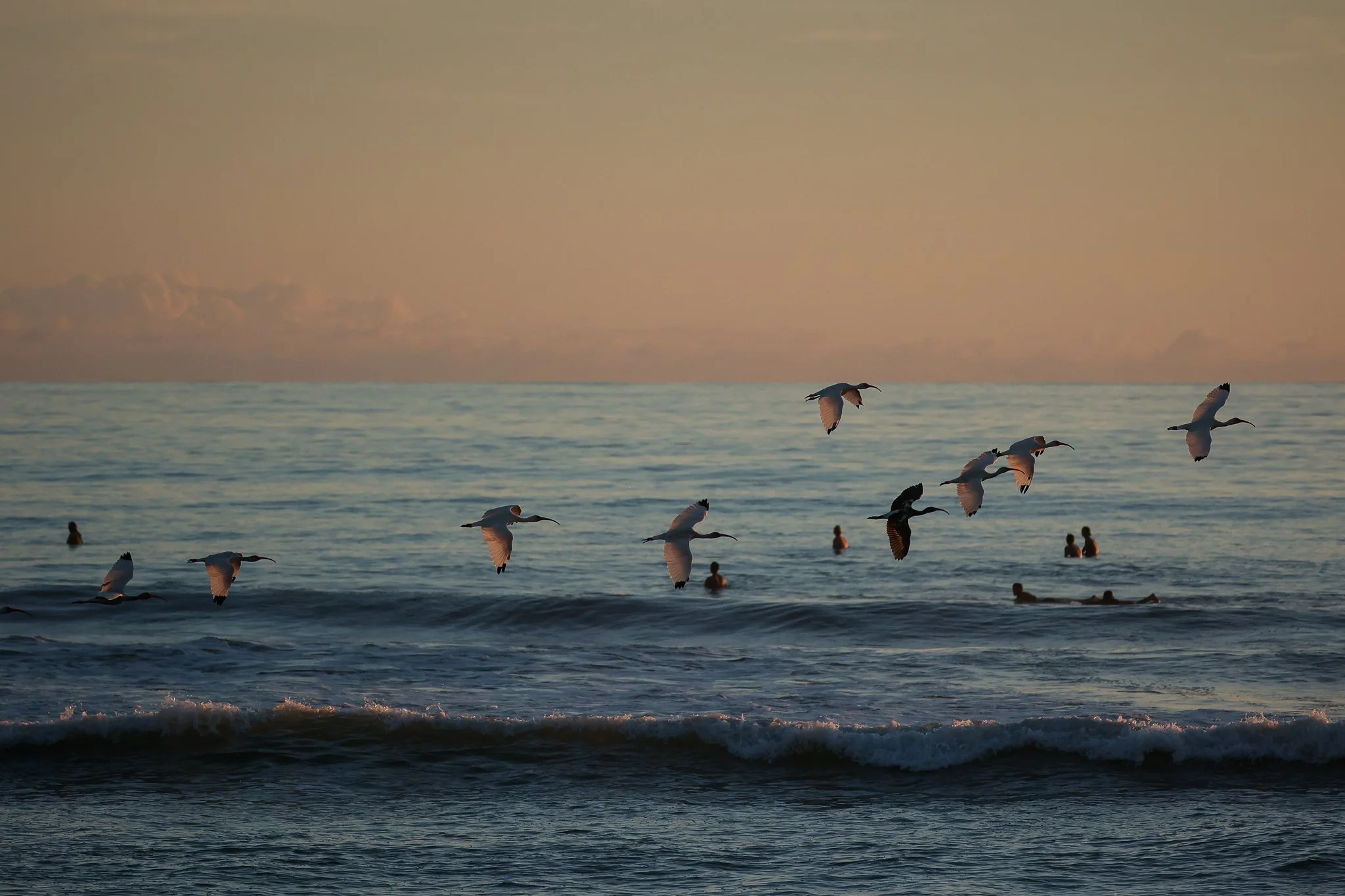 White ibises flying over the ocean at sunset with surfers in the lineup.
