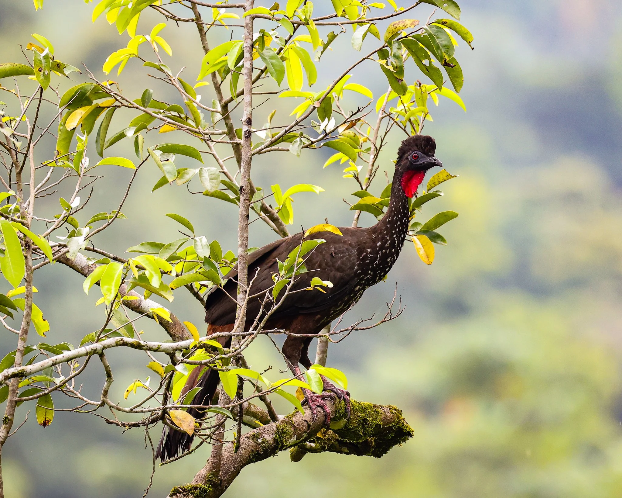 A black Crested Guan bird with a red face, white speckles on its body, and a small crest on its head perched on a mossy branch of a tree with green leaves against a blurred natural background.