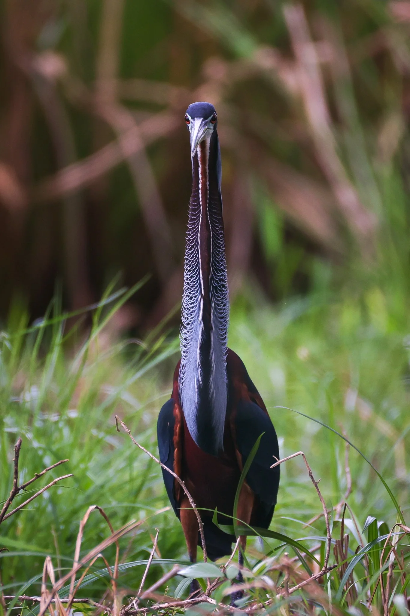 A close-up of a colorful Agami heron standing in tall grass, with a blurred green background.