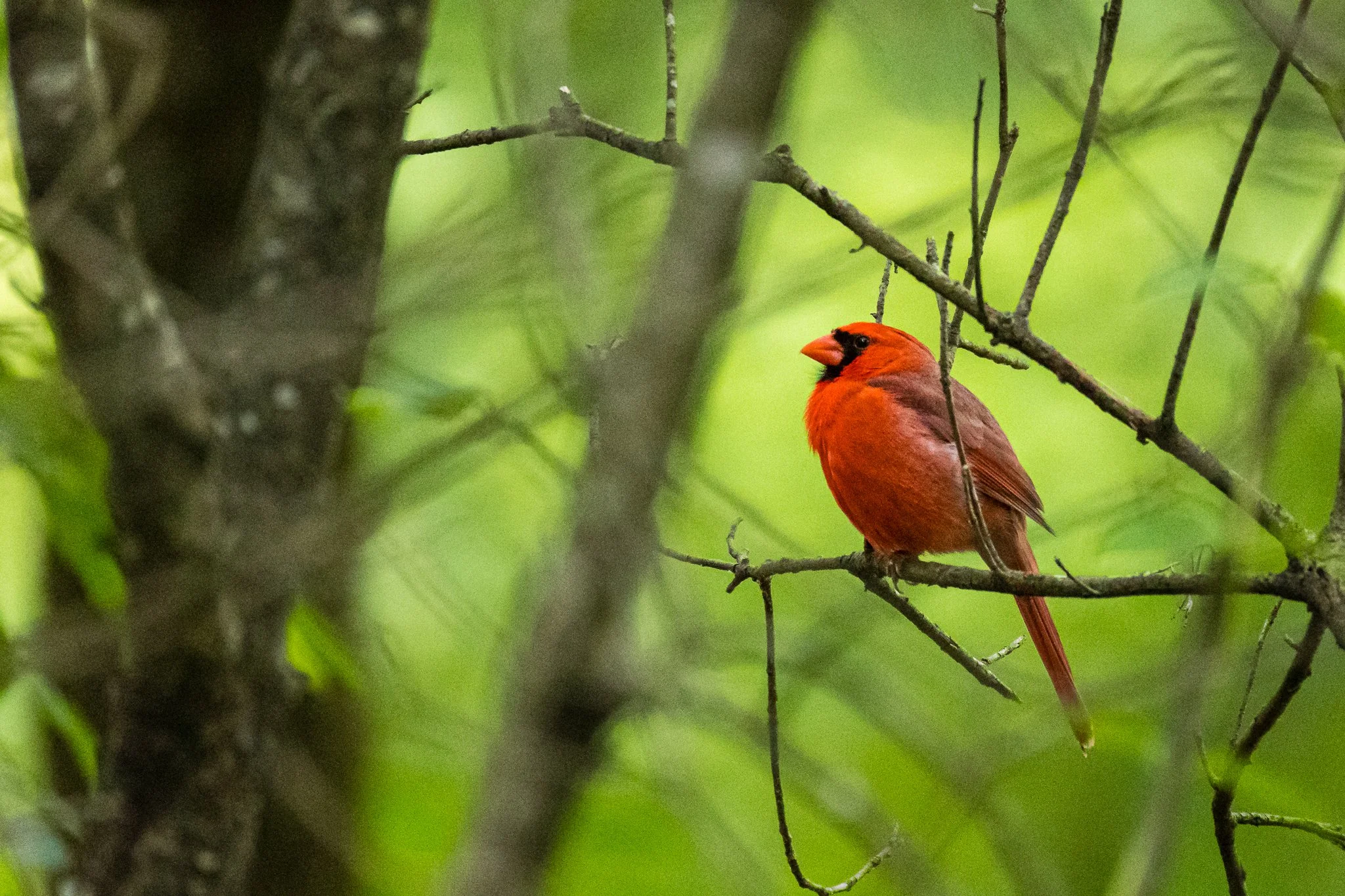 A bright red male cardinal bird perched on a thin tree branch amidst green leaves and tree branches.