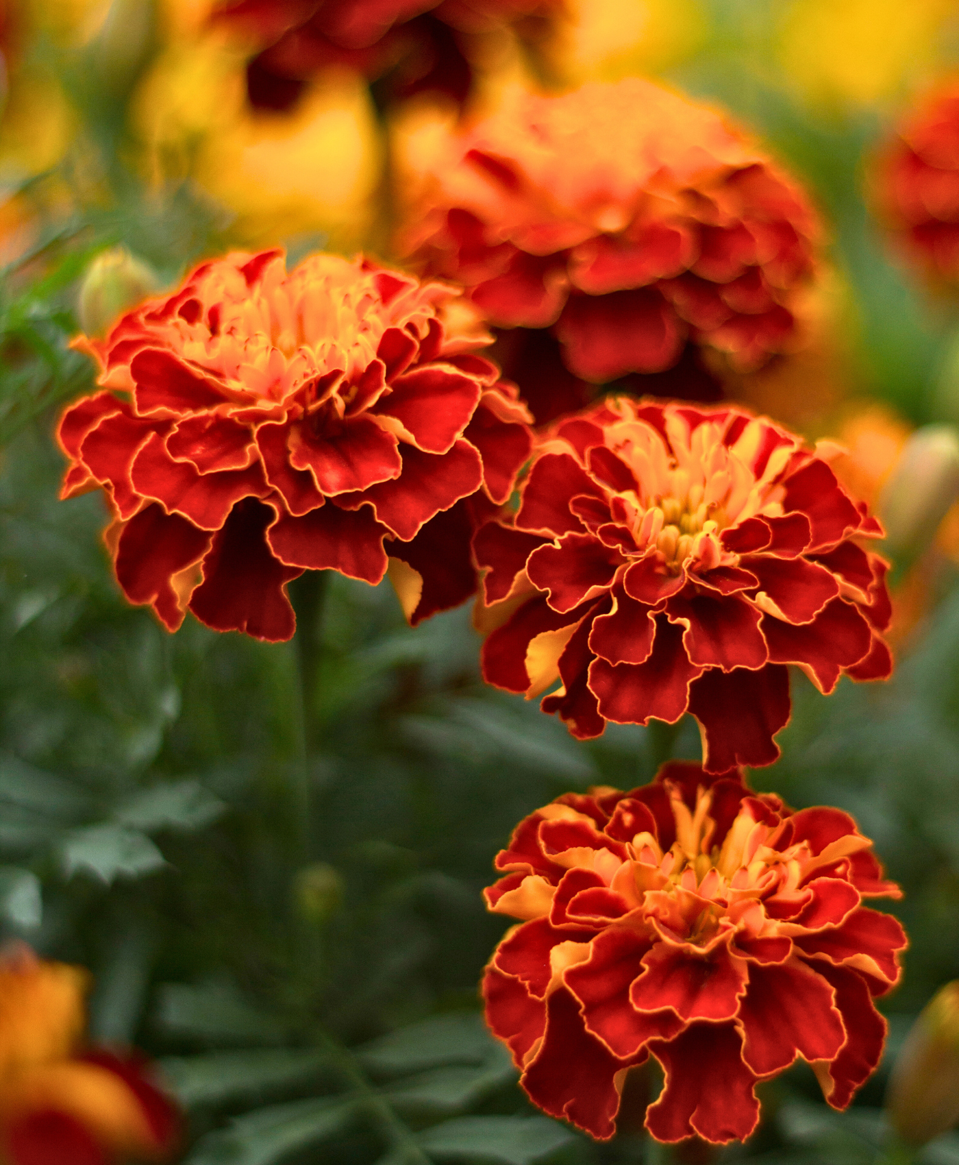 Close-up of orange and red marigold flowers in bloom.