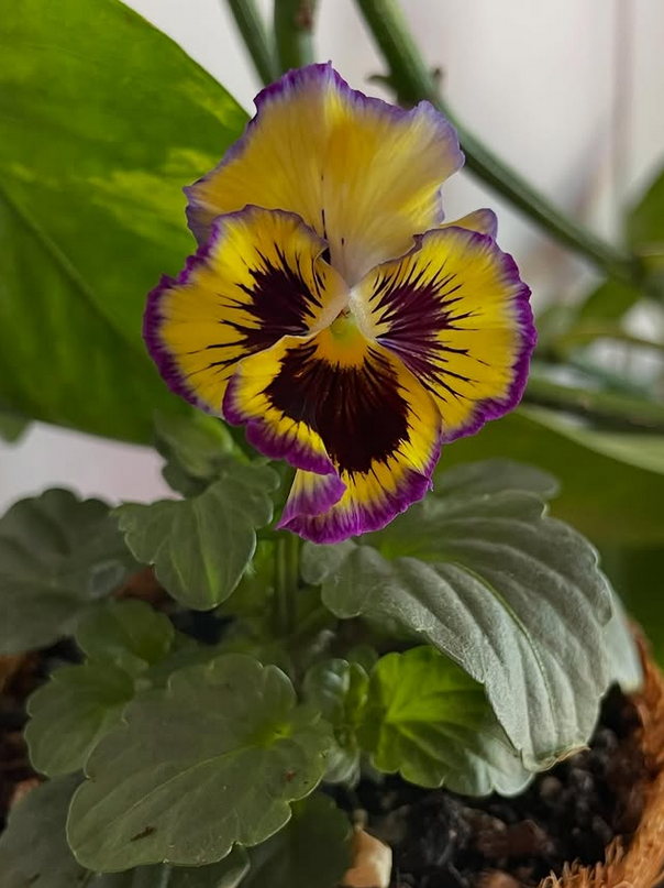 Close-up of a colorful pansy flower with yellow, purple, and dark markings, surrounded by green leaves in a pot.