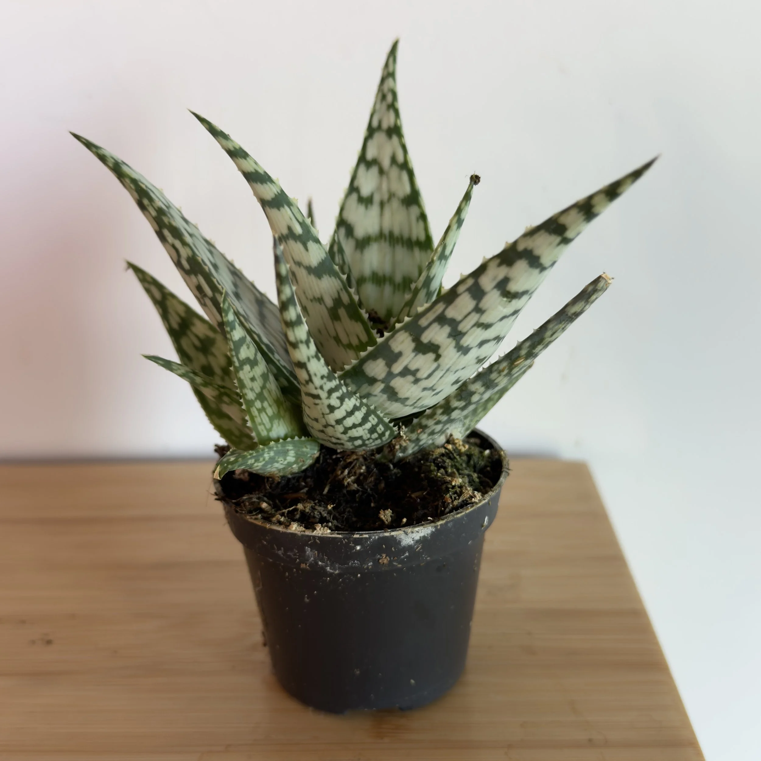 Aloe Vera - Tiger