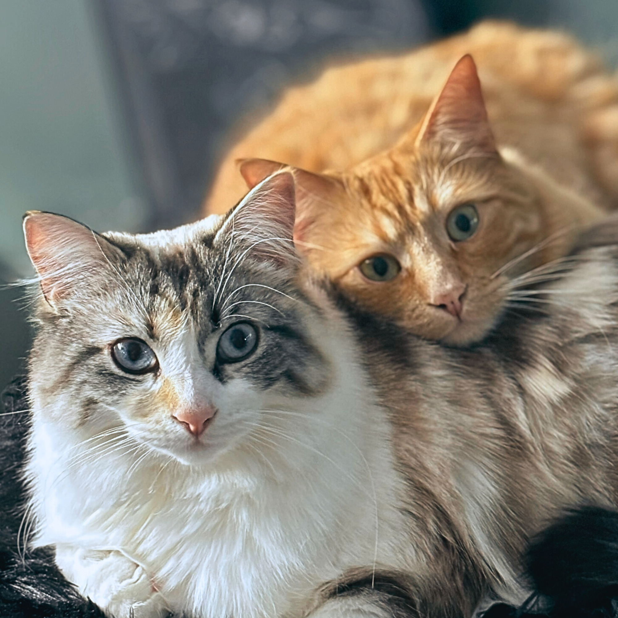 Two cats, one with tabby markings and blue eyes, the other with orange fur and yellow eyes, lying close together.
