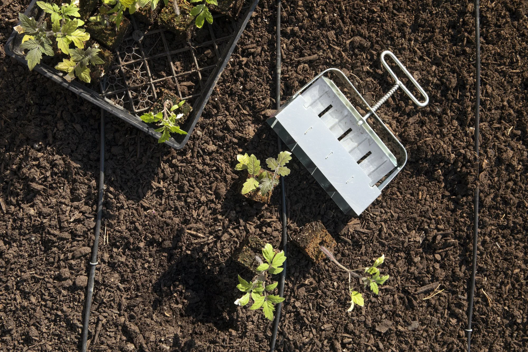 Young tomato plants growing in a garden bed with some gardening tools and potted plants nearby.