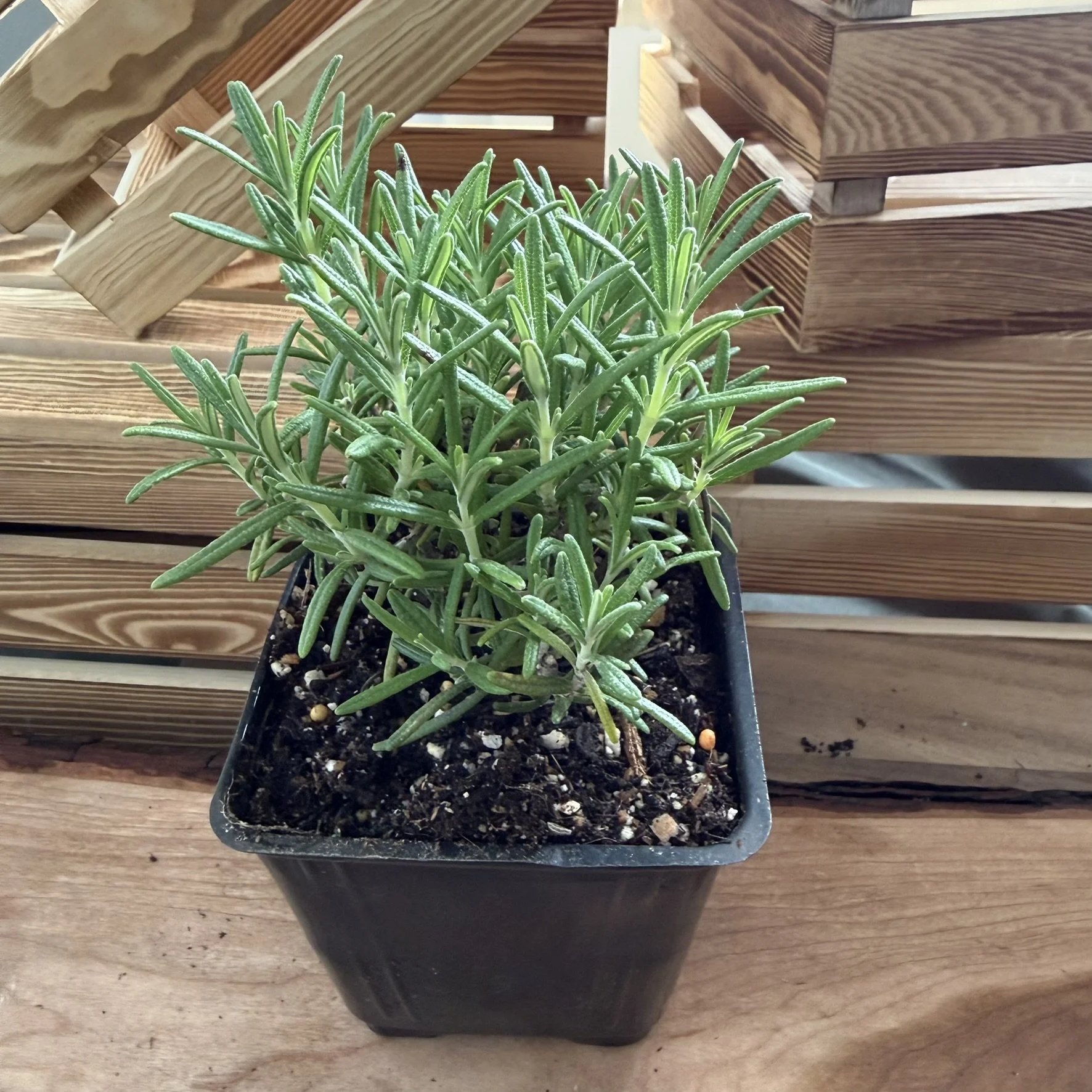 Rosemary - Common