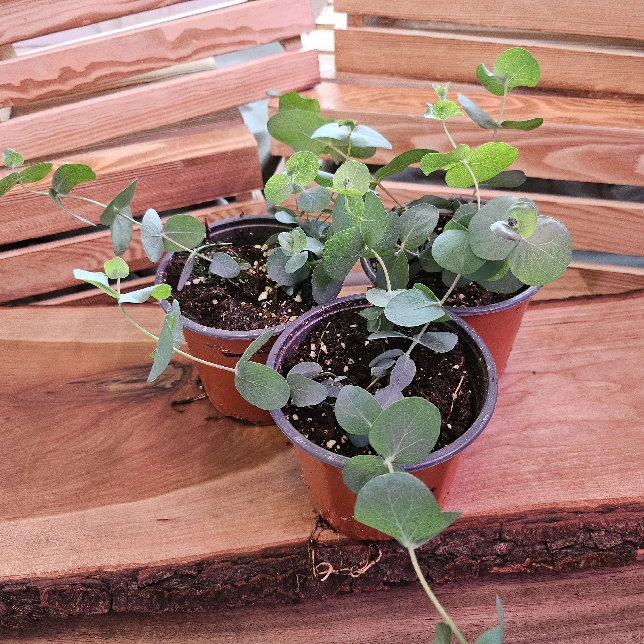 Eucalyptus