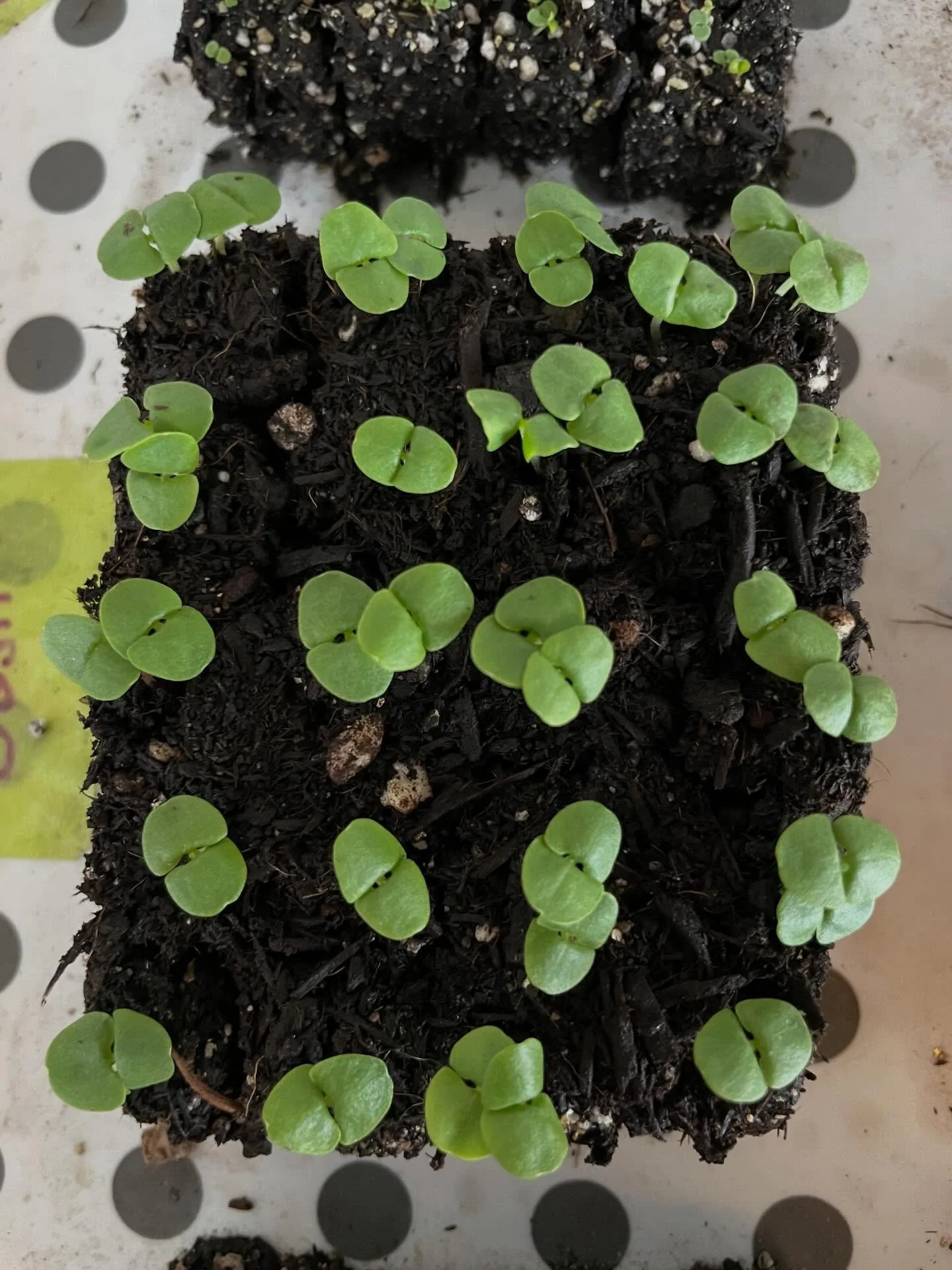 Little baby basil! 🌿 #genovese #basil #laclabiche #alberta #flowerfarm