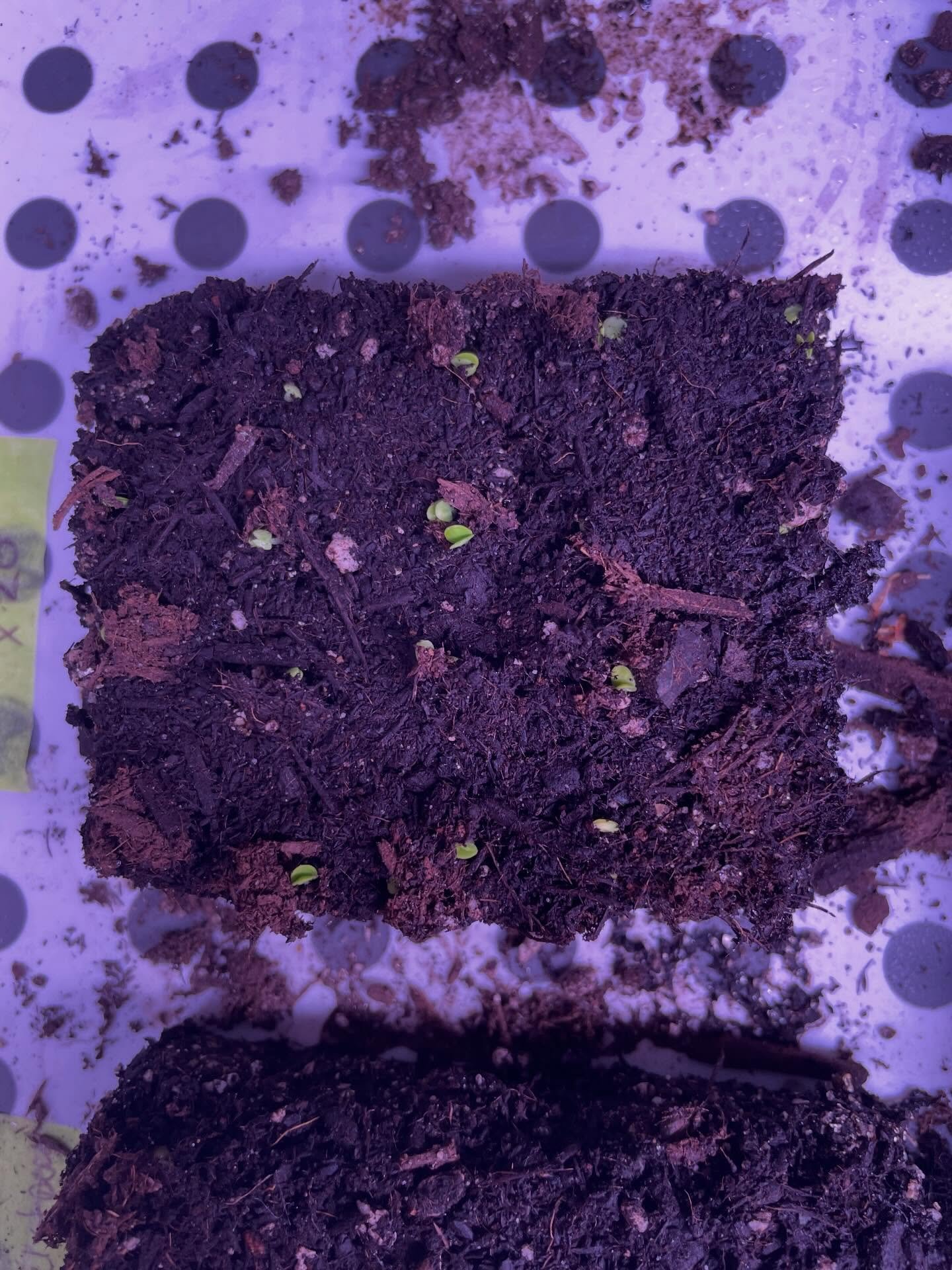 Lots of little Sprouts today! #sprouts #laclabiche #alberta #flowerfarm
