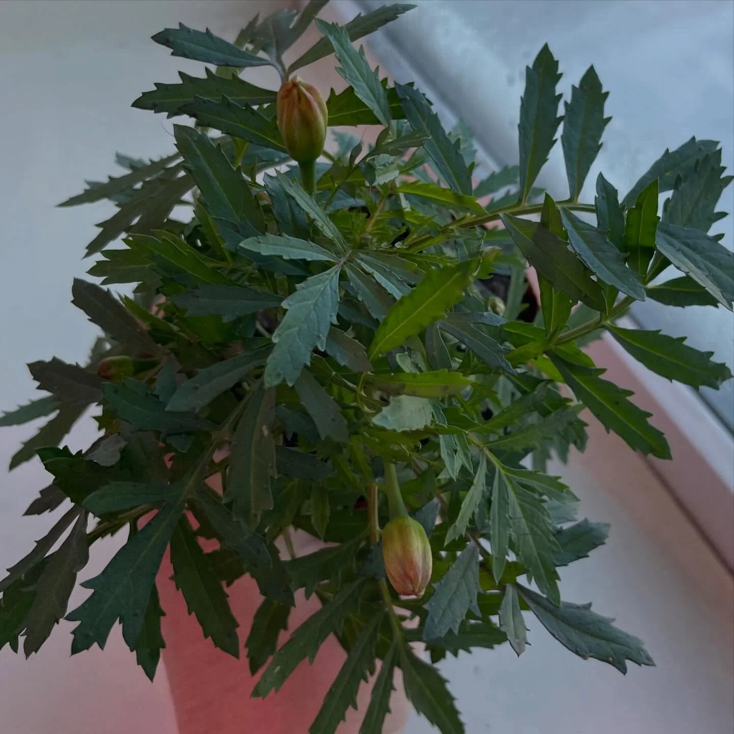 Look at this little over achiever! #marigold #farming #seedling #laclabiche #flowerfarm