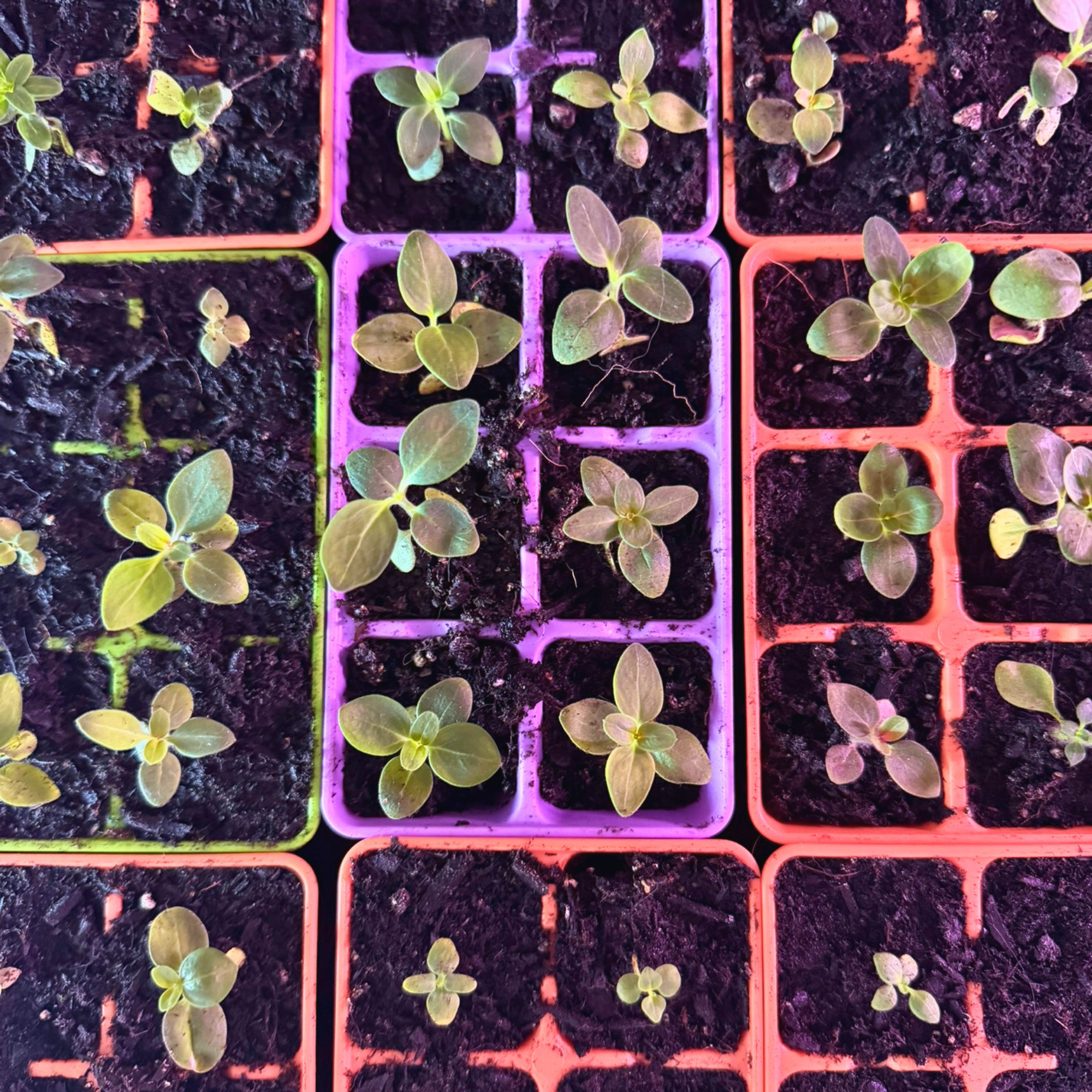 Growing in Zone 3: What Makes It Different?