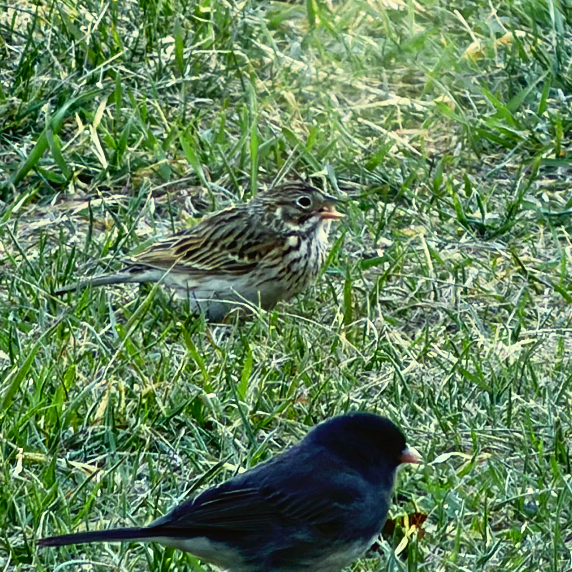 Why Lac La Biche Is Perfect for the Great Backyard Bird Count