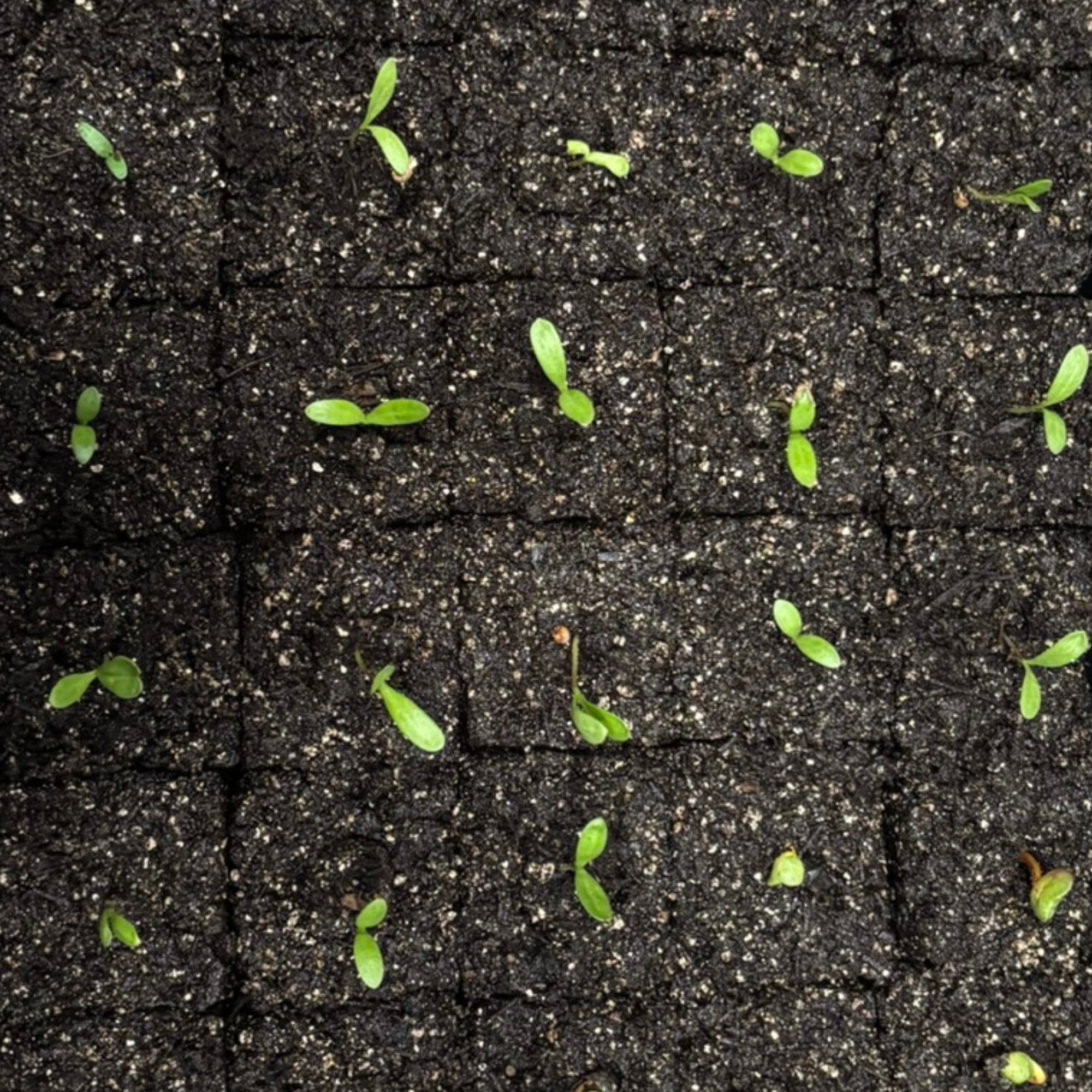Choosing Between Peat Moss or Peat-Free Growing