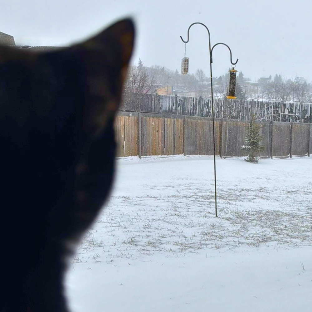Creating a Bird-Friendly Winter Habitat