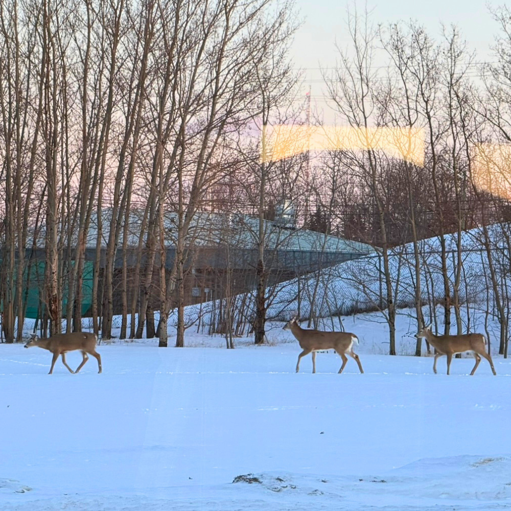Observing Our Local Deer