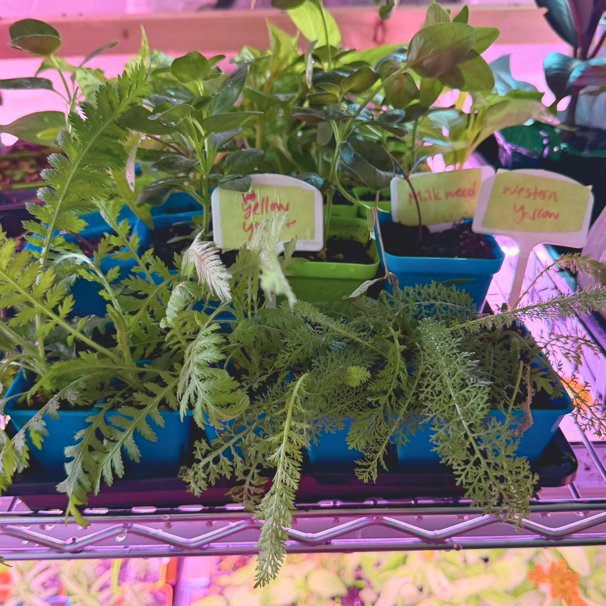 What Are Native Plants and Why Do They Matter?