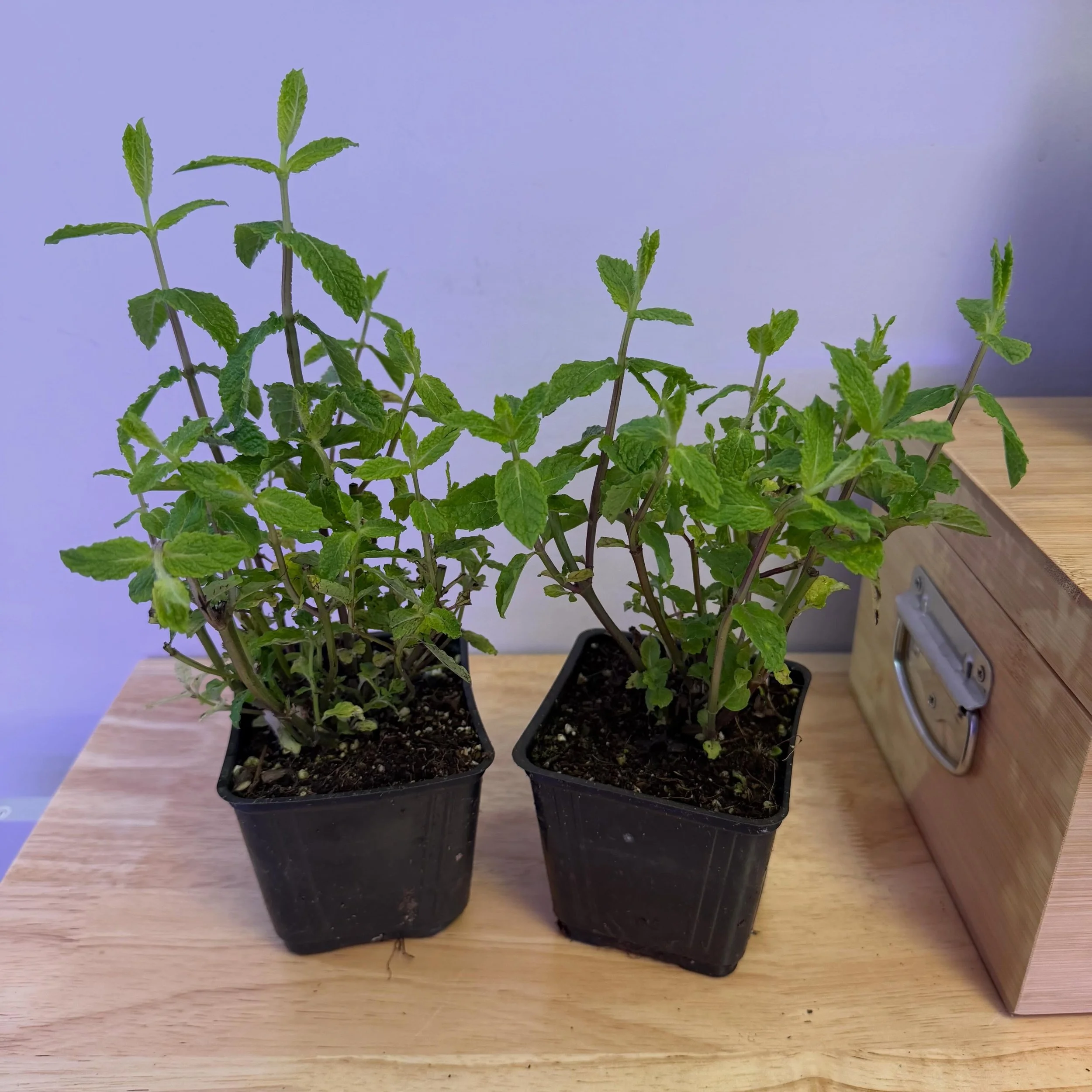 New stock is in! Spearmint, Parsley, Dusty Miller, Lavender and Eucalyptus! We also have a restock of our Rosemary :)

We will be at the Lac La Biche Farmer&rsquo;s Market tomorrow, however, due to the anticipated cold weather, we will bringing limit
