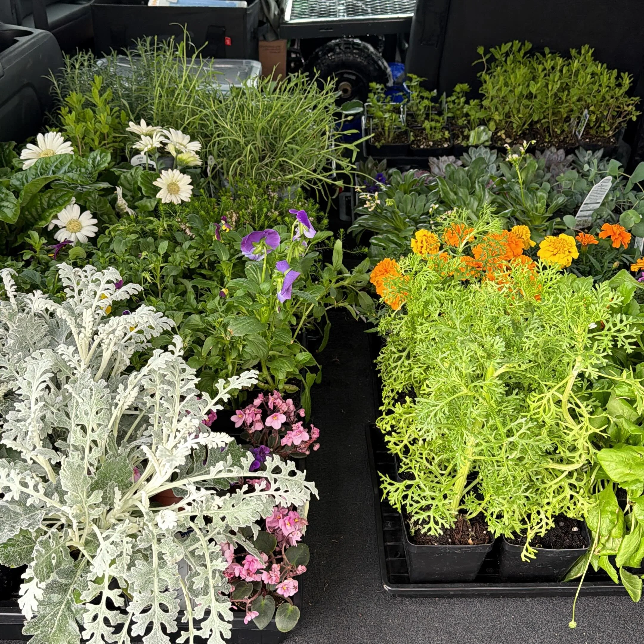 On our way to the @bonnyville_farmers_market! Stop by our table upstairs at the Garden Hub from 11am to 2pm today to check out our new stock and the old favourites!

#bonnyville #albertafarmersmarket #flowerfarm #maylongweekend #themarigoldmarket