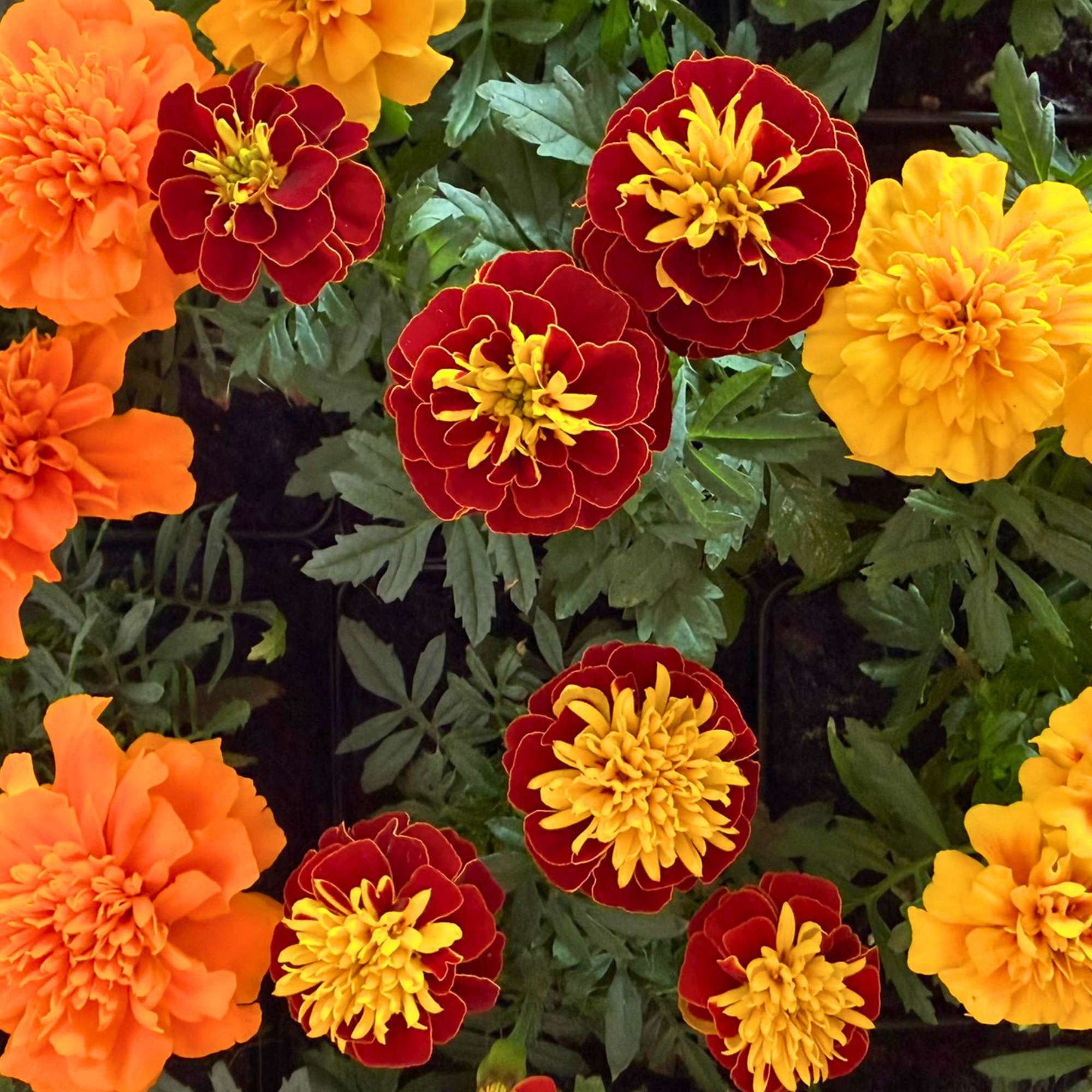 A Field Guide to Marigolds