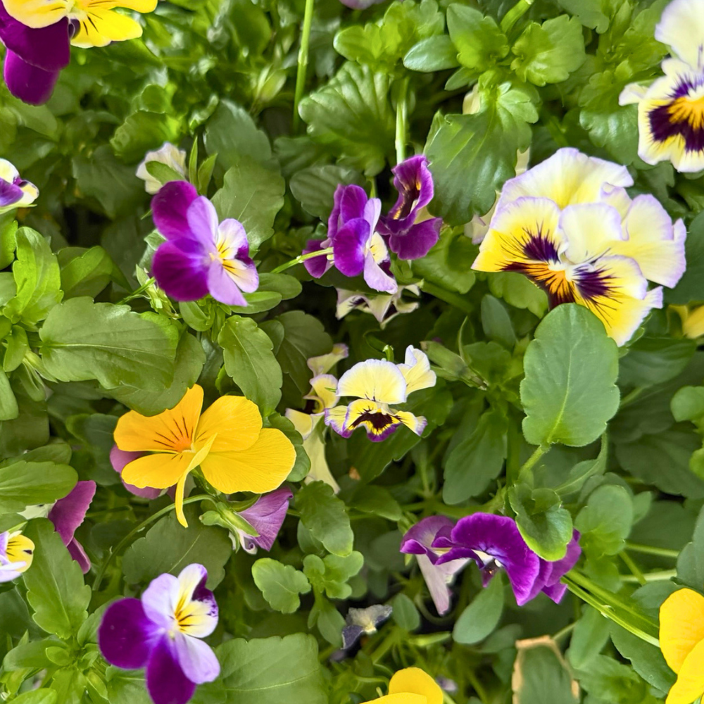 A Field Guide To Violas