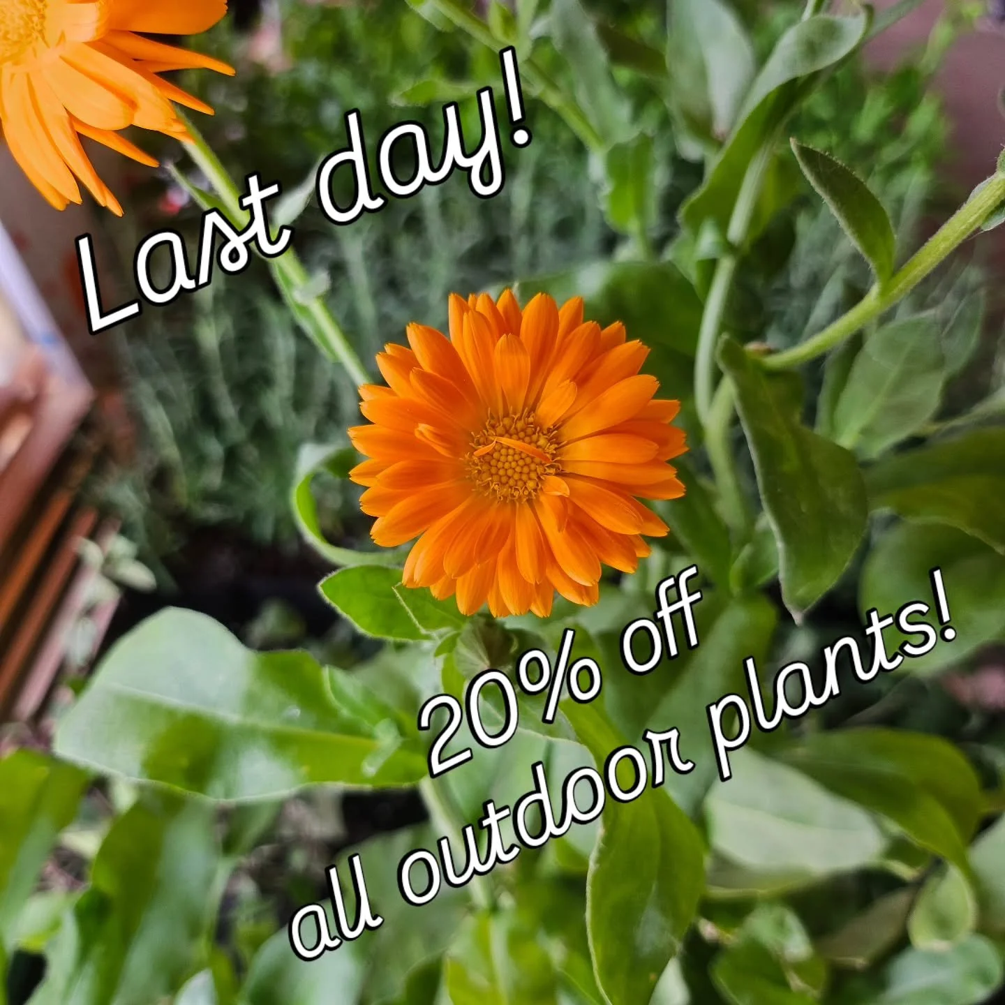 Come visit us at the Lac La Biche Farmers Market for the last day of our outdoor plant sale! 

#sale #laclabicheregion #flowerfarm #pottedplants #farmersmarkert