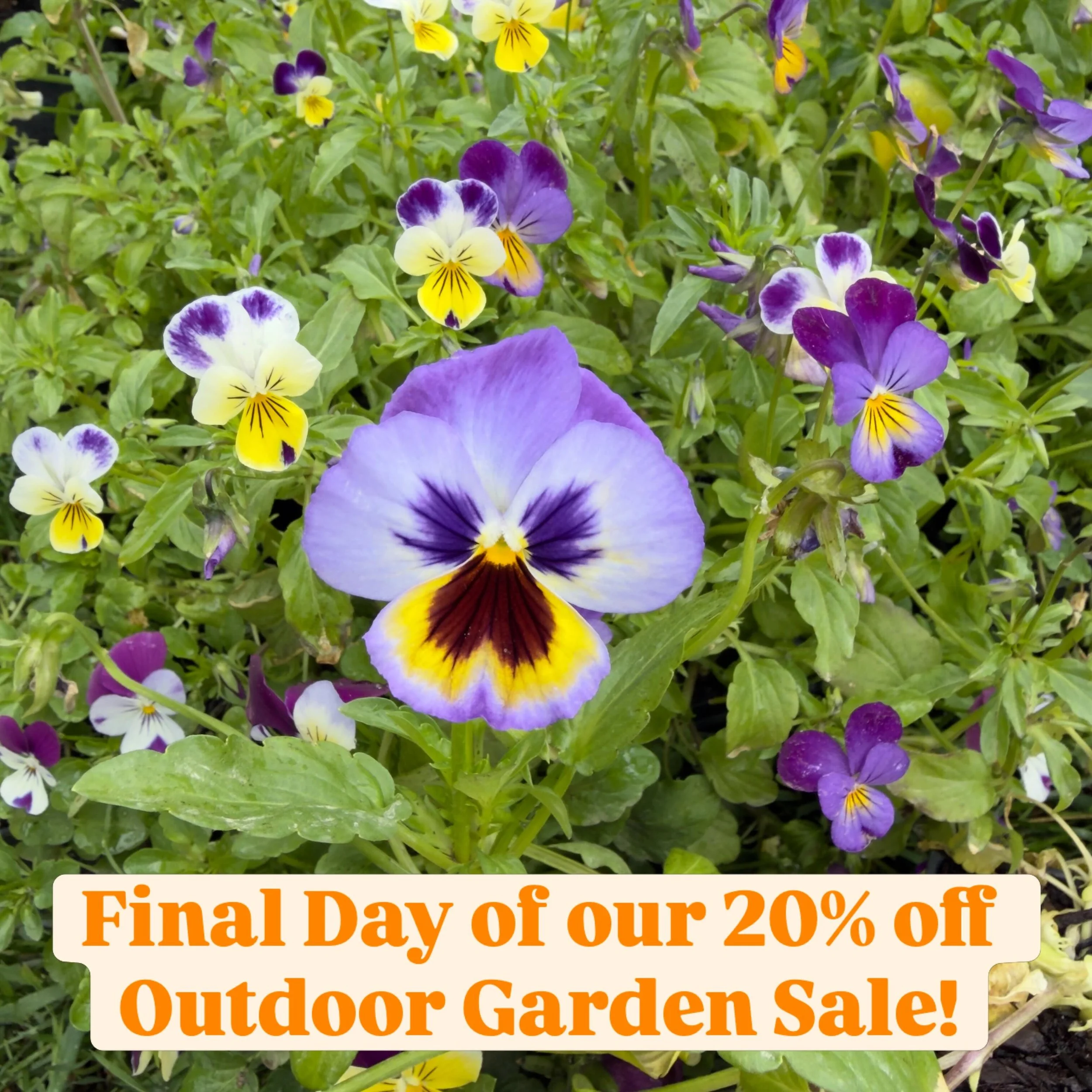 Tomorrow is the final day of our 20% off Outdoor Garden Sale! Grab your blooms online from our website for free local delivery and market pickup, or at the Garden Hub at the Bonnyville Farmer&rsquo;s Market tomorrow from 11am - 2pm.

Happy gardening!