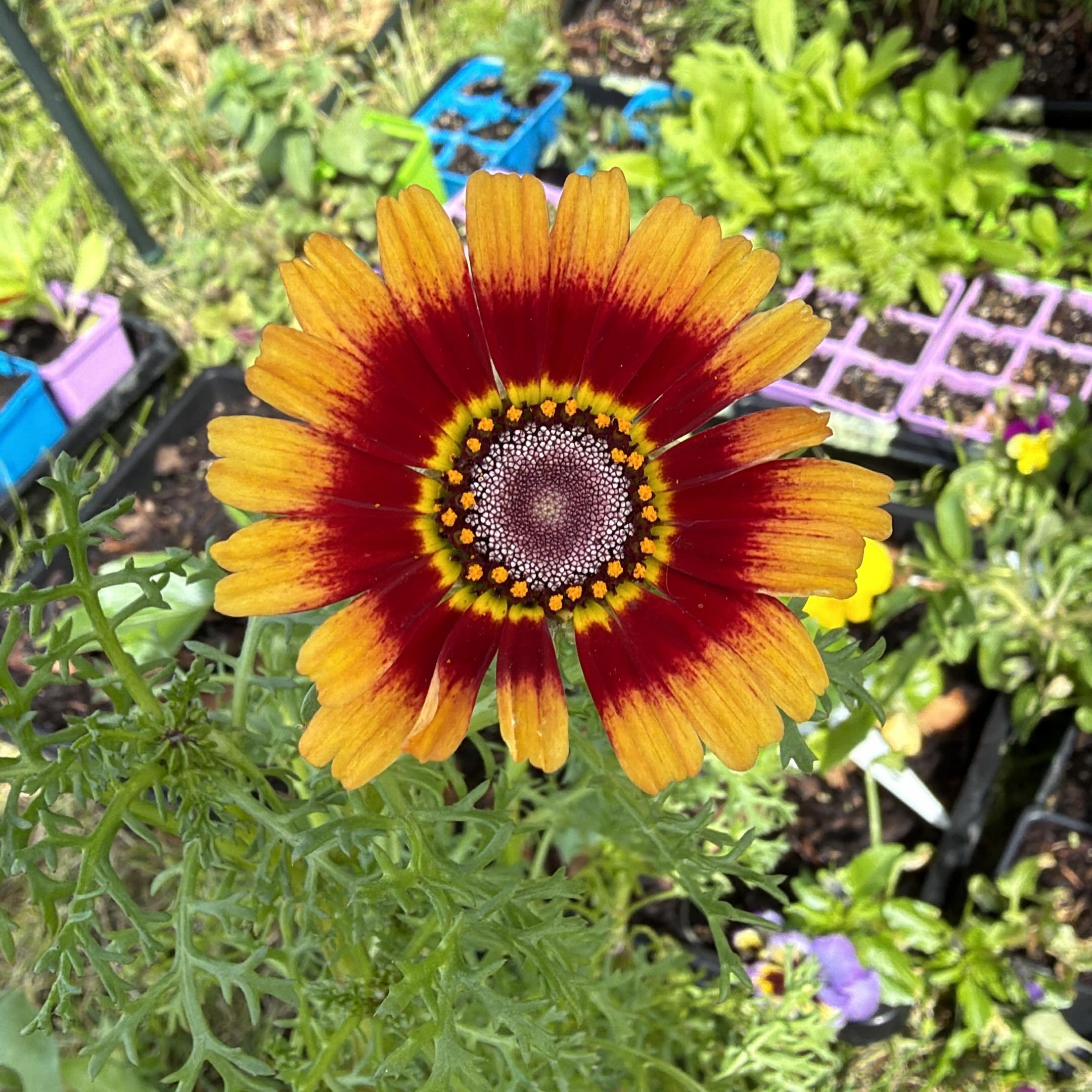 We started these babies early this year, and they&rsquo;re finally blooming!

It&rsquo;s really incredible to see something you put so much love and care into growing thriving! 

Bloom nice and big our beautiful painted daisies!

#laclabiche #crysant