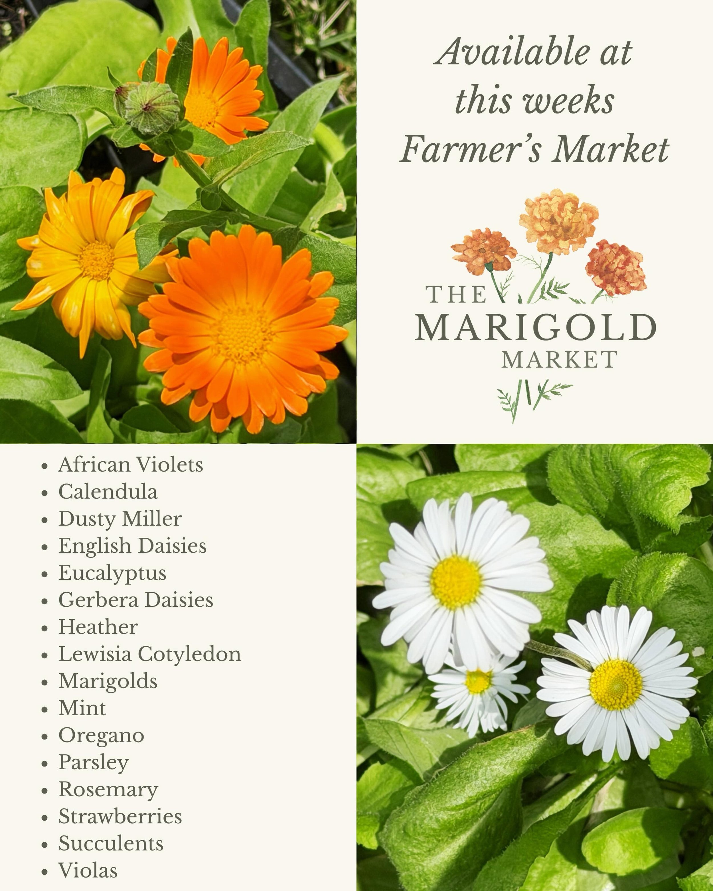 Blooming season is upon us!

We&rsquo;ll be at the Lac La Biche Farmer&rsquo;s Market on Friday, June 12th and at the Garden Hub at the Bonnyville Farmer&rsquo;s Market on Saturday, June 13th!

Come grab some herbs, flowers and happy plants for your 