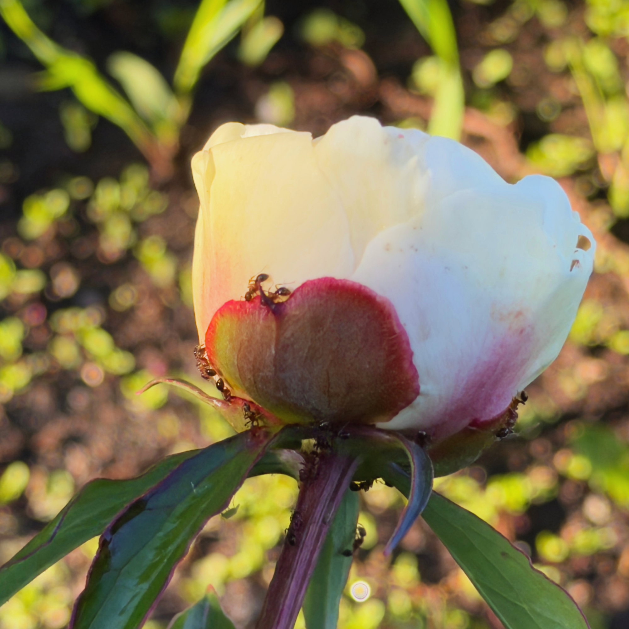 How Gardens Become Ecosystems