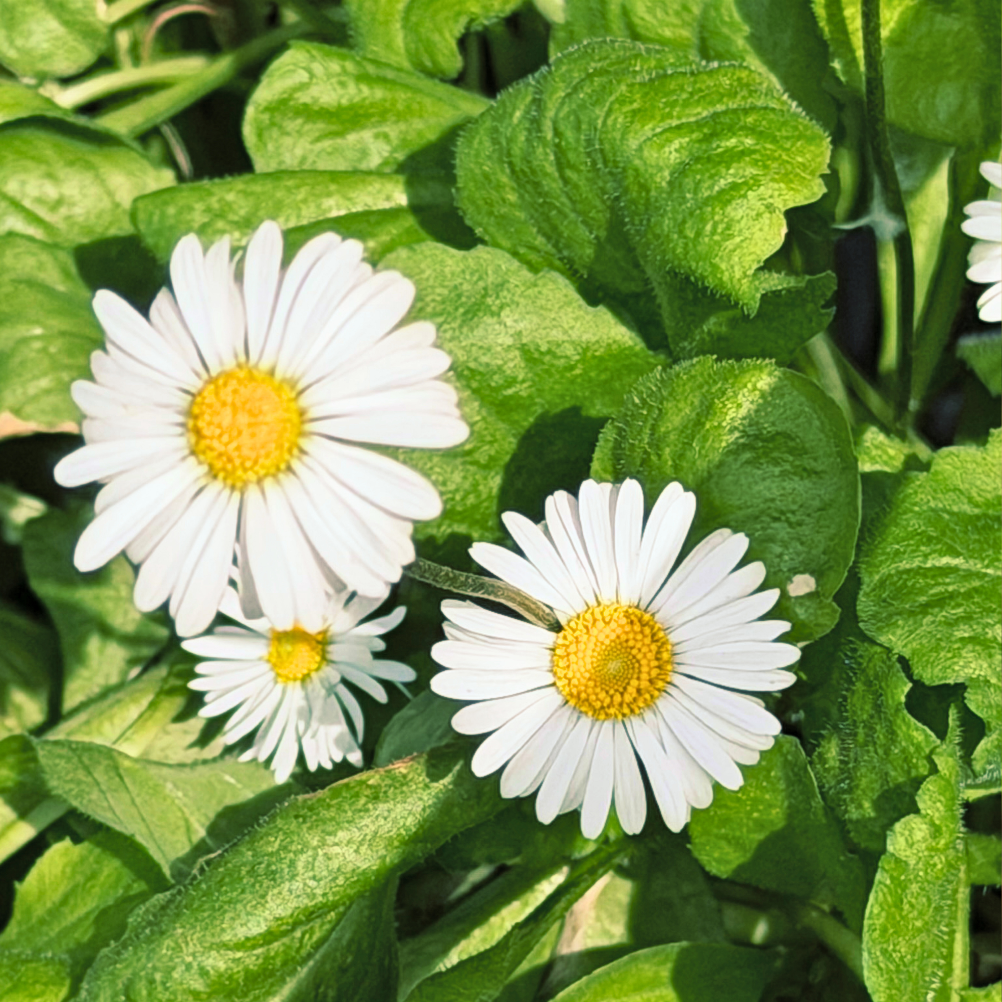 A Field Guide To English Daisies