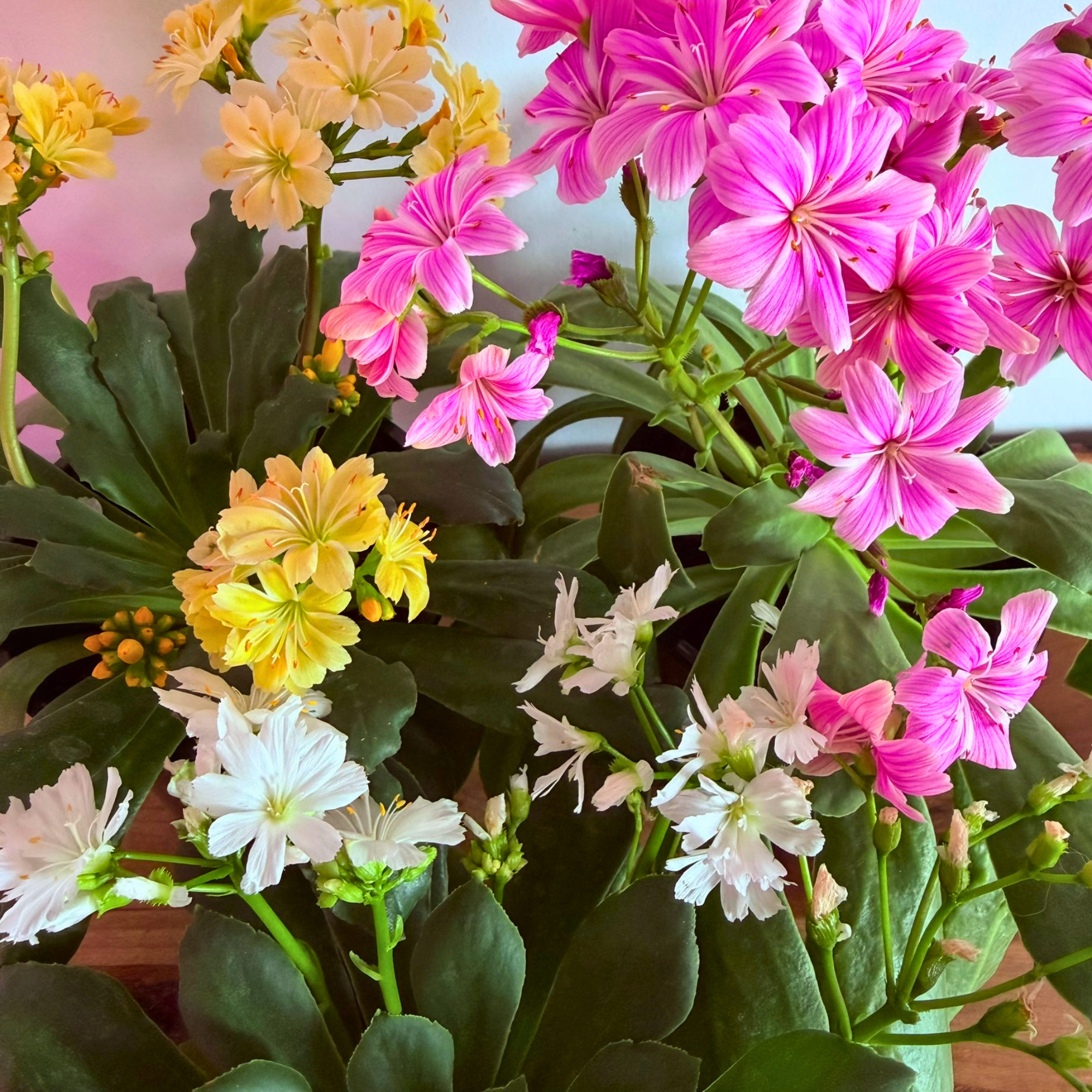 A Field Guide To Lewisia Cotyledon
