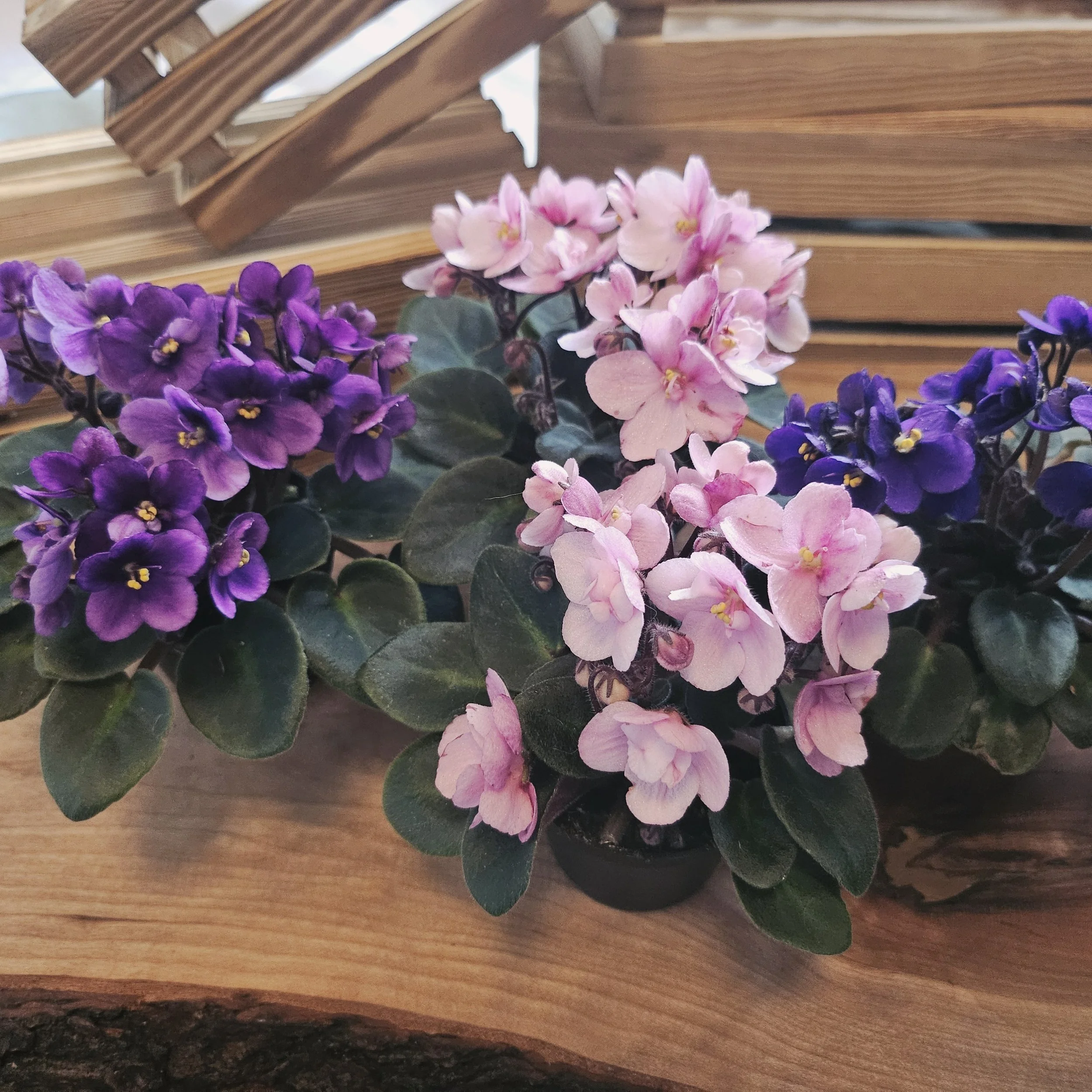 A Field Guide To African Violets