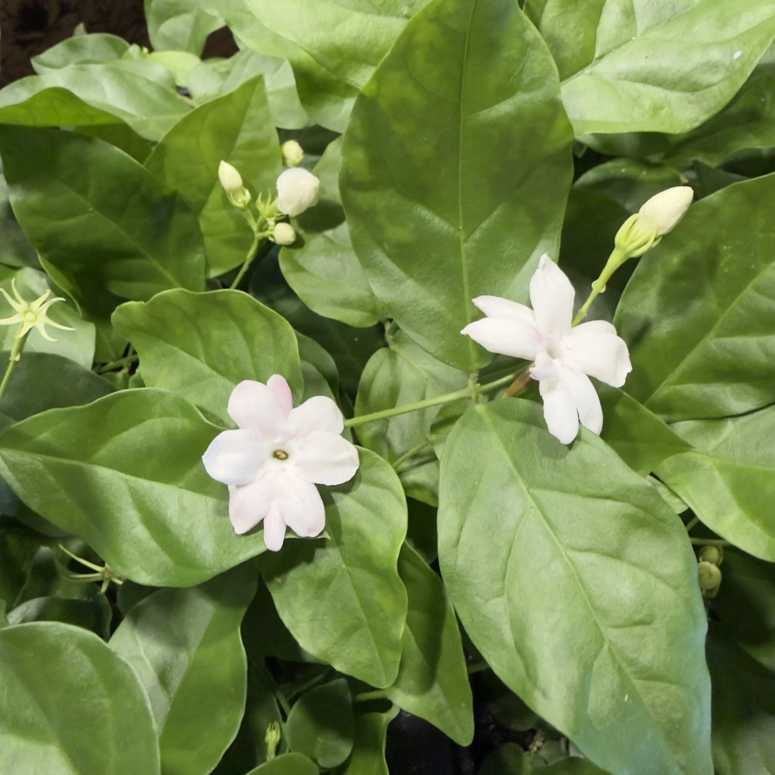 A Field Guide To Arabian Jasmine