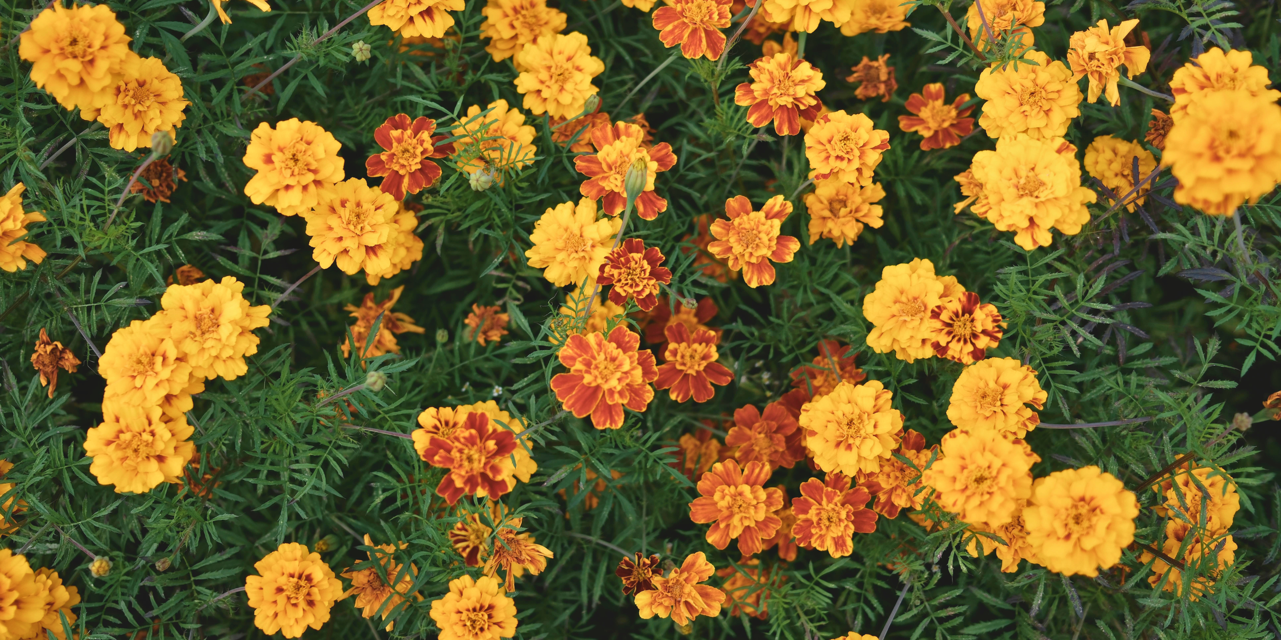 A dense cluster of marigold flowers, mostly bright yellow and orange with some reddish-brown petals, surrounded by green foliage.