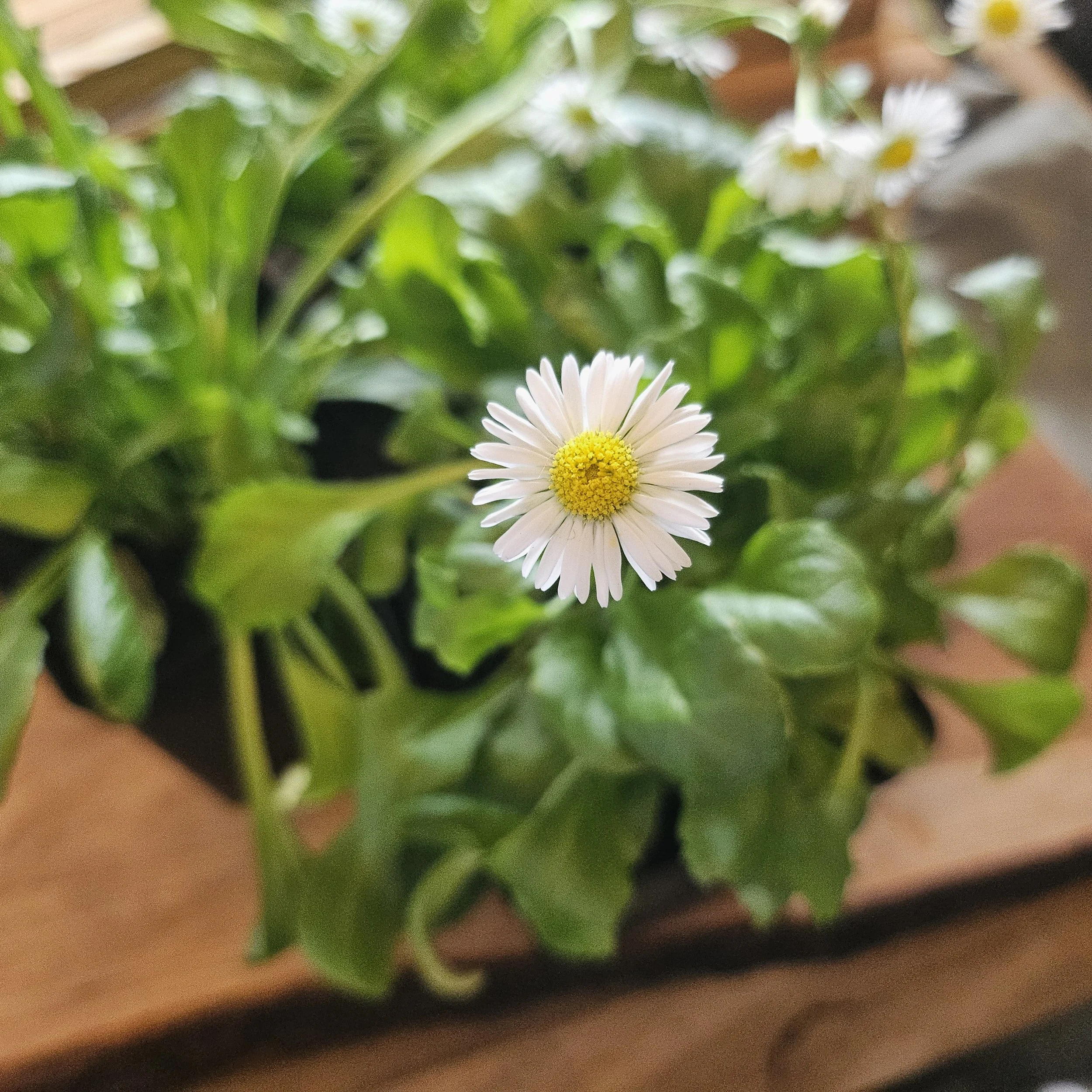 Bellis English Daisies