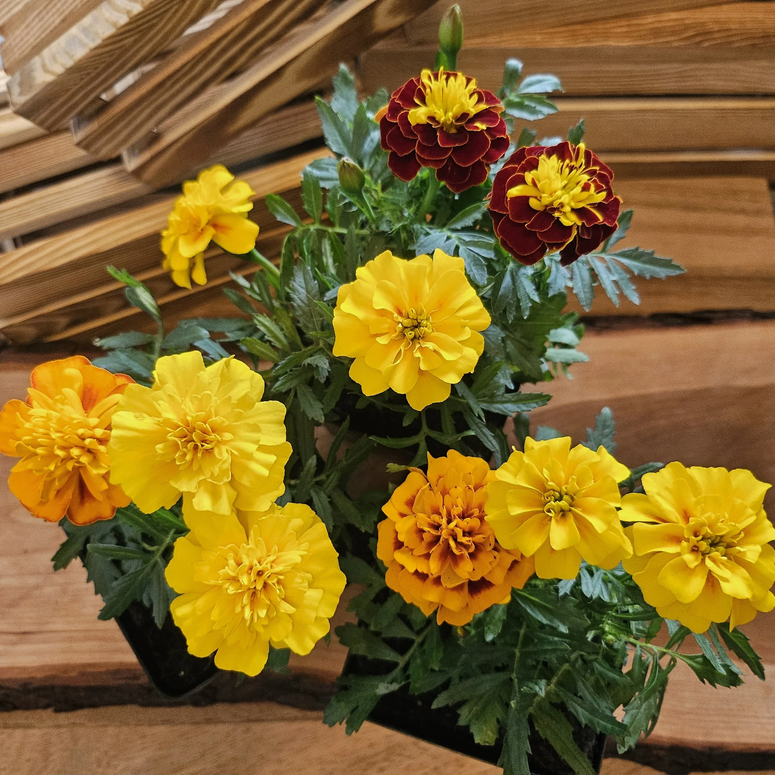 Marigolds
