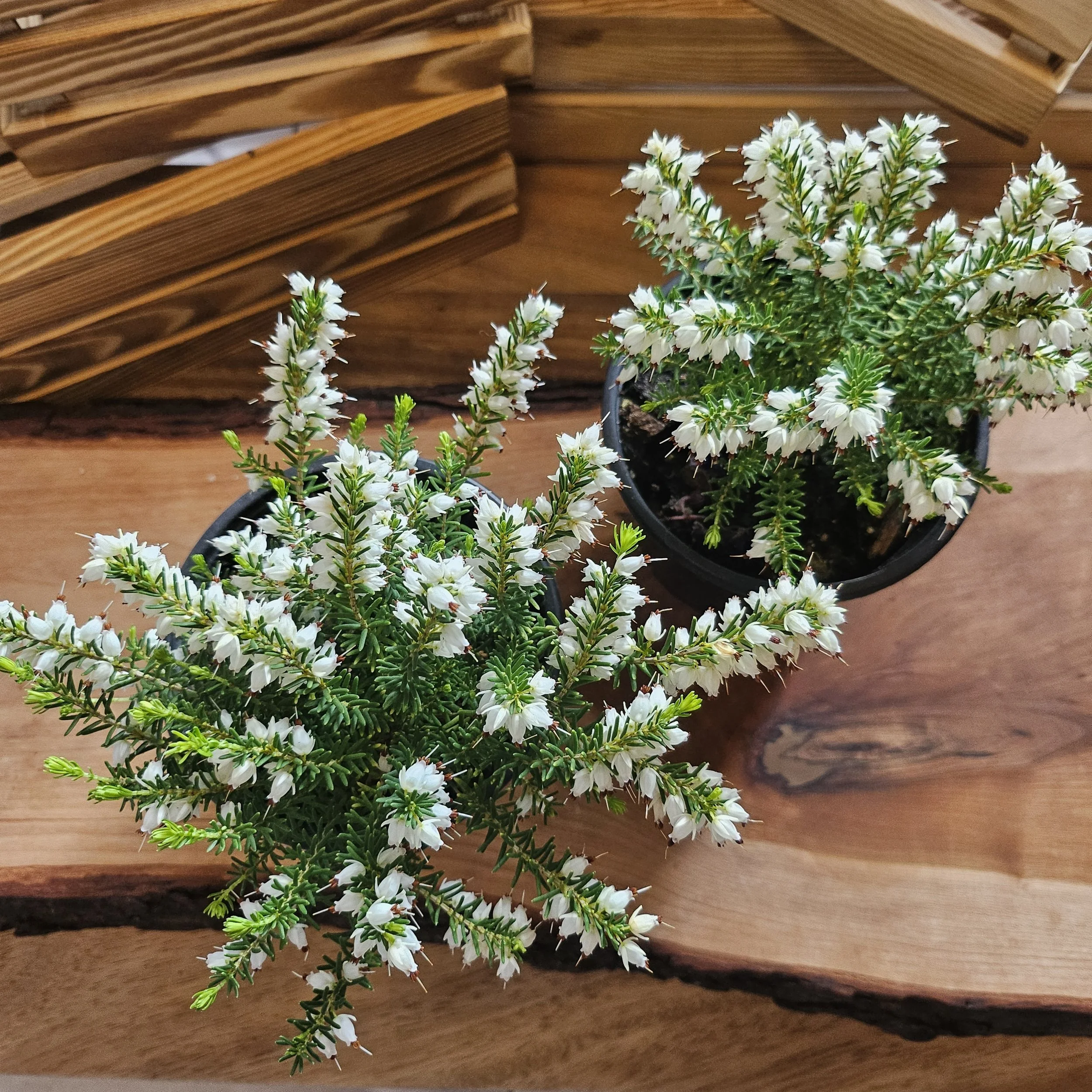 Scotch Heather